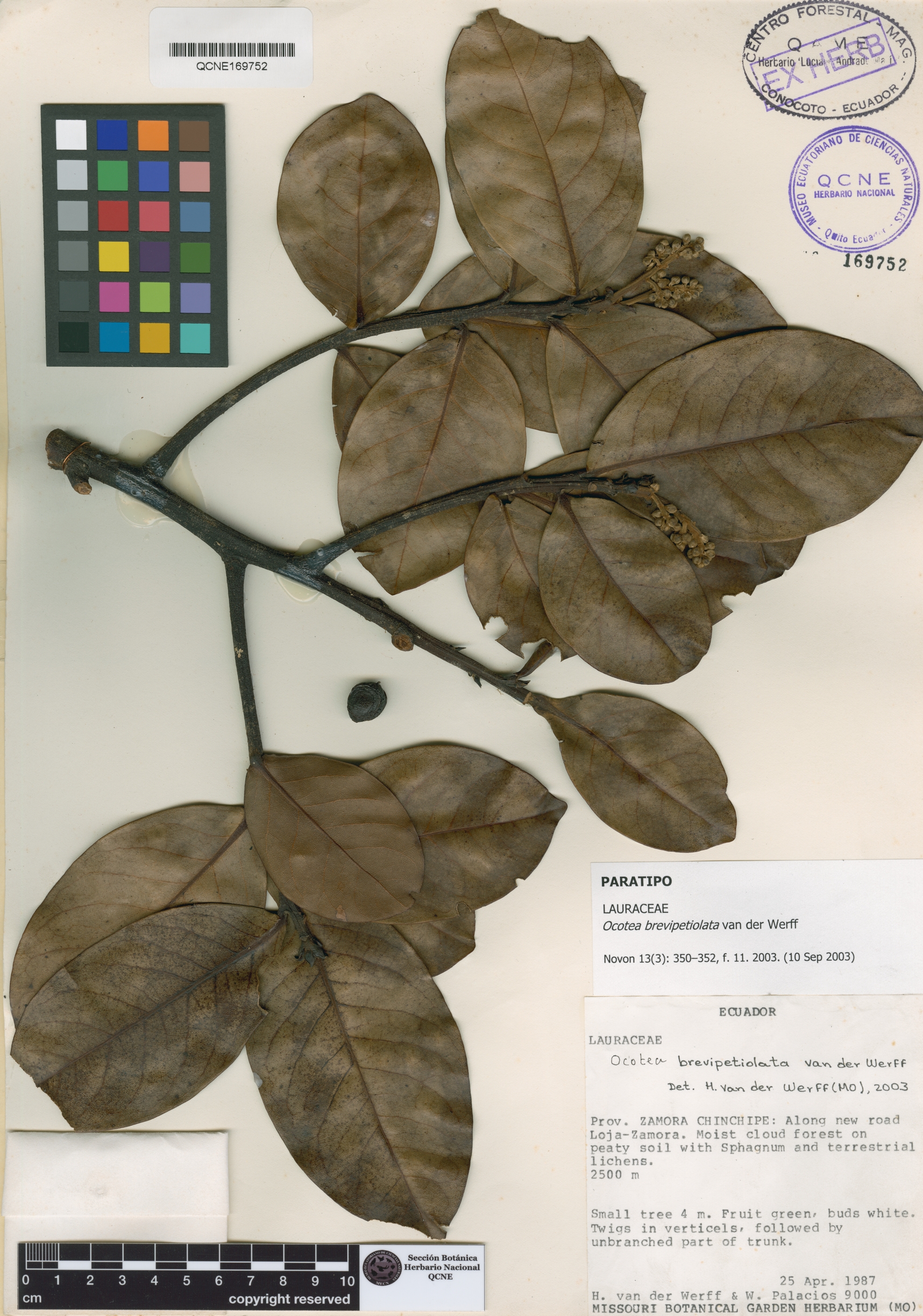 Ocotea brevipetiolata image