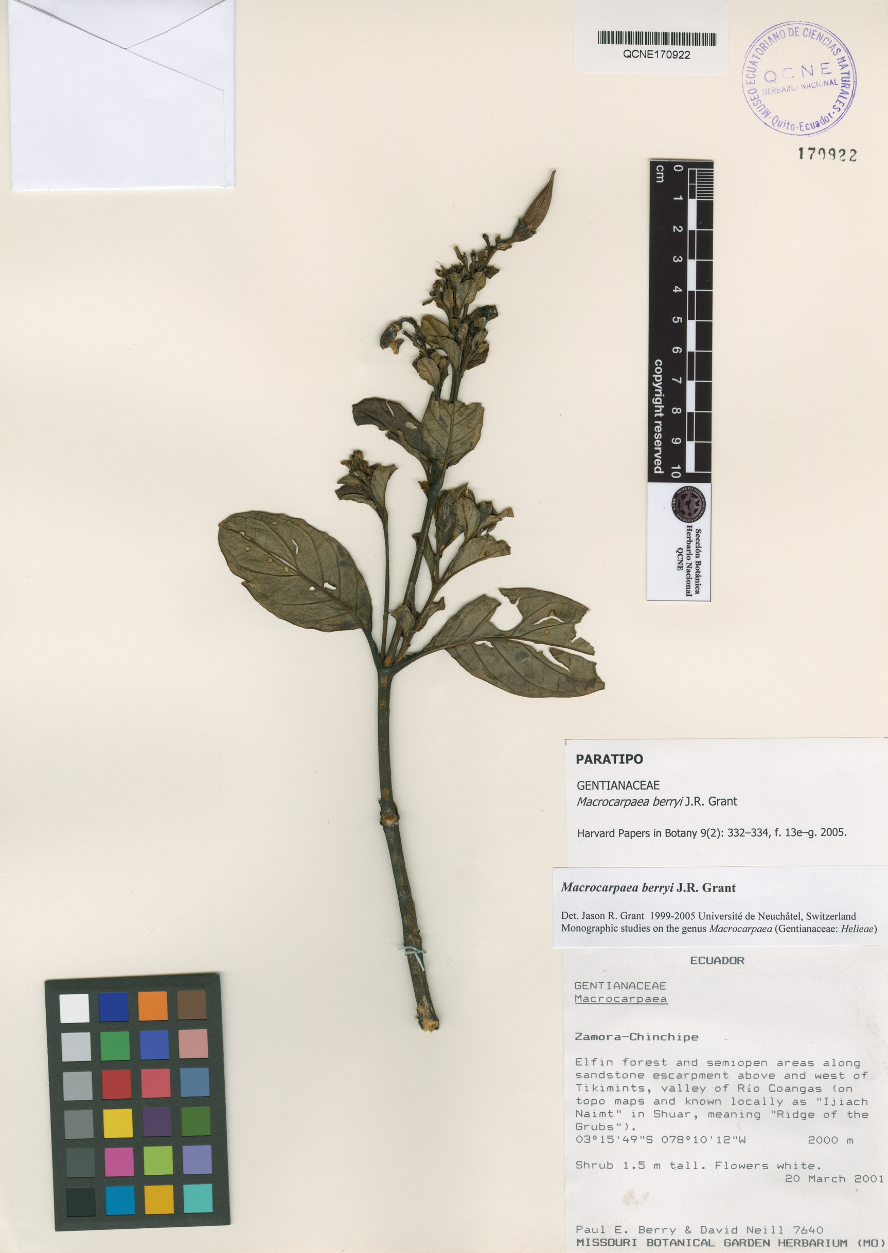 Macrocarpaea berryi image