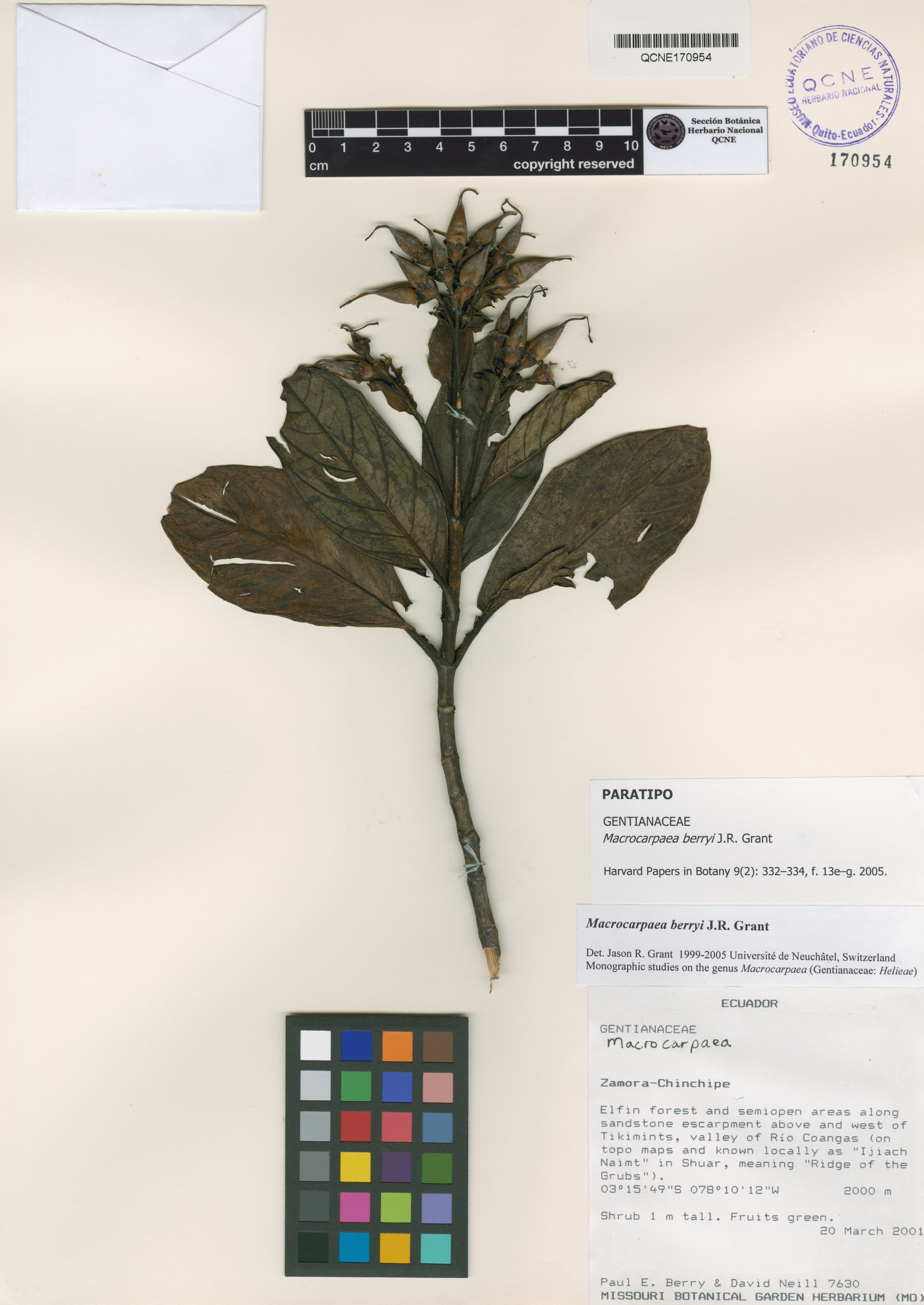 Macrocarpaea berryi image