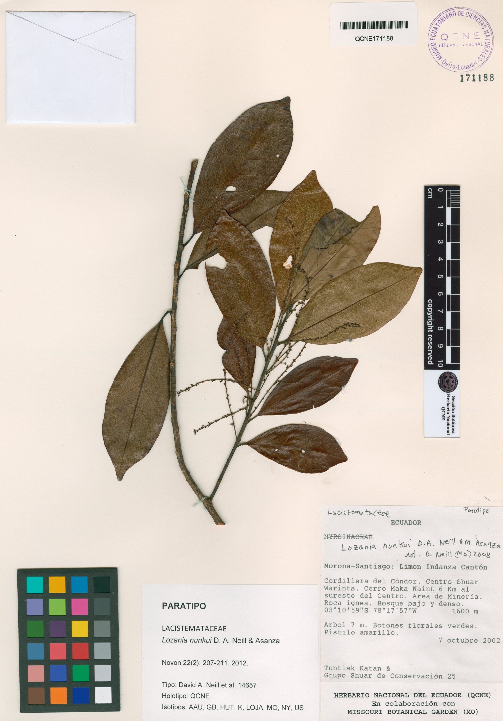 Lacistemataceae image