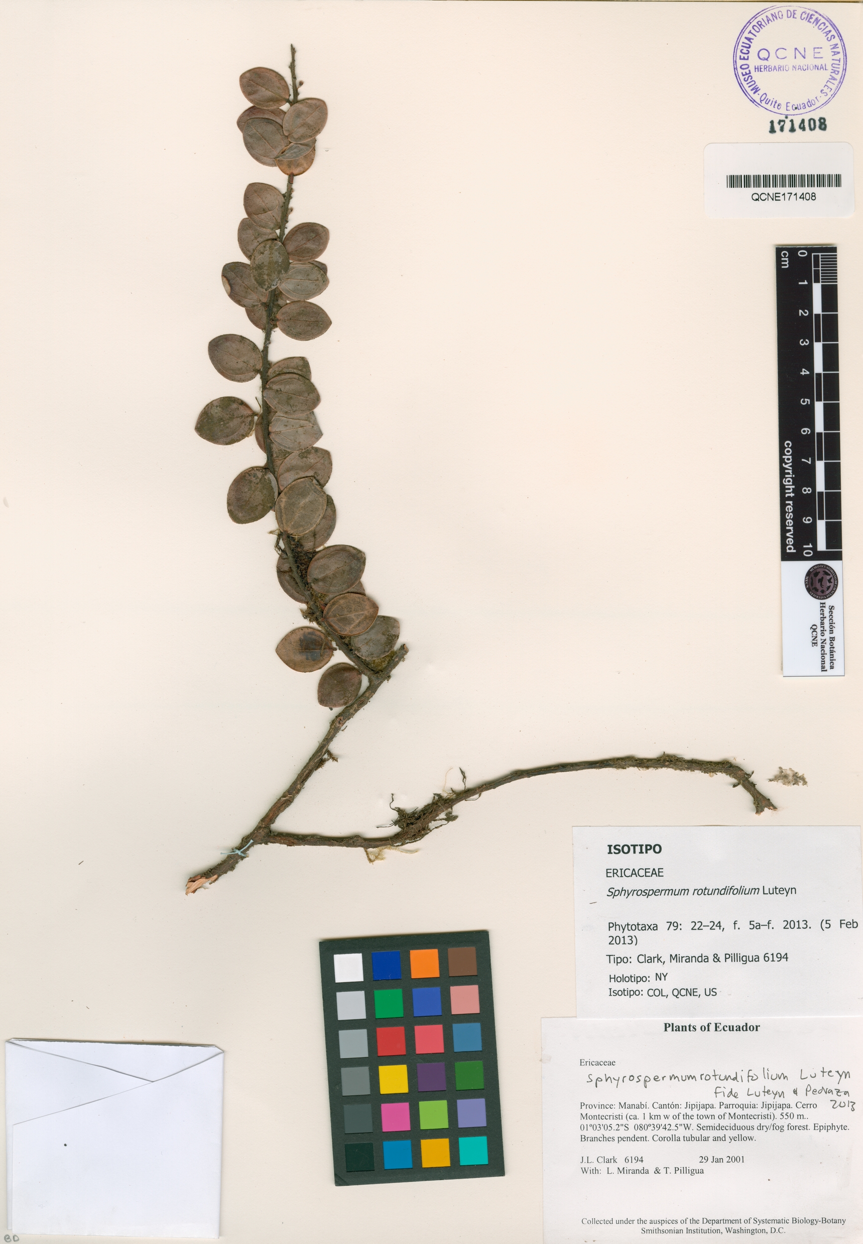 Sphyrospermum rotundifolium image