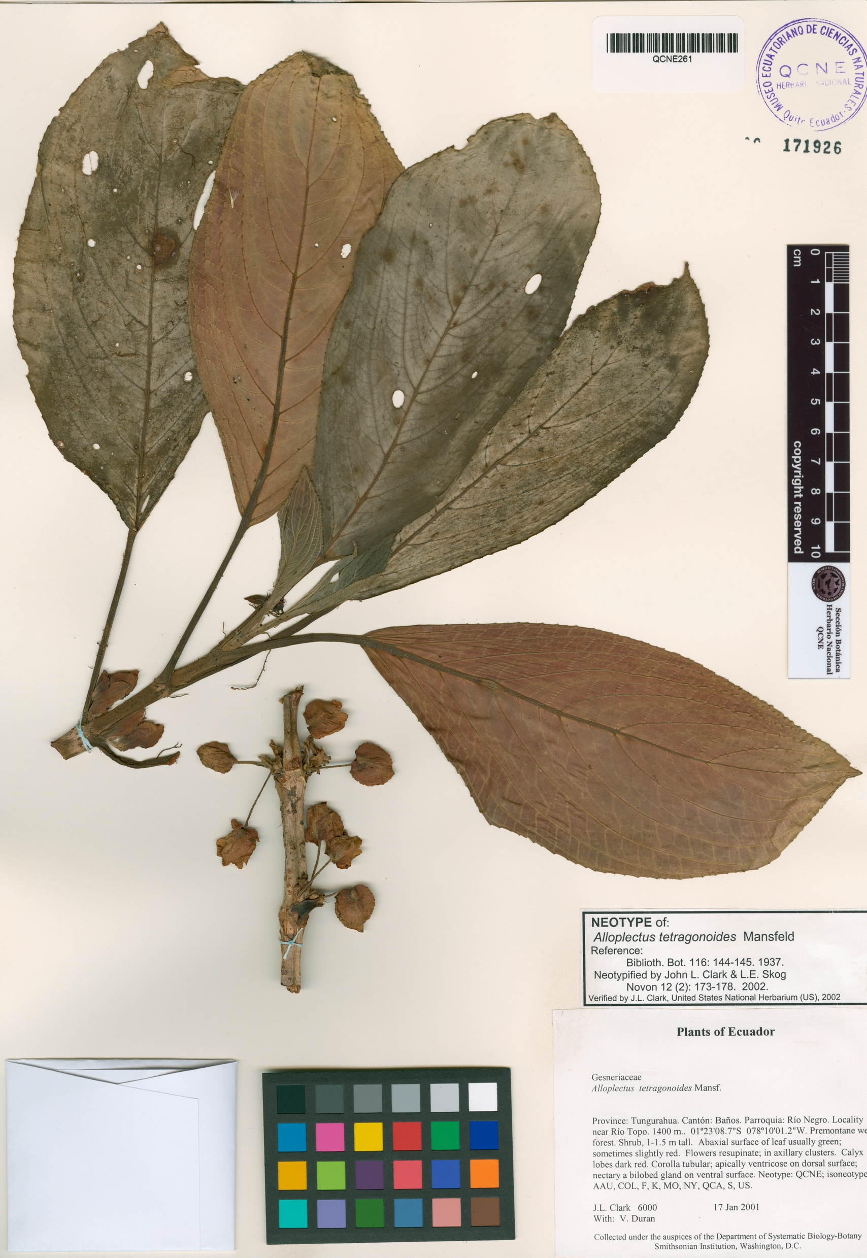 Alloplectus tetragonoides image