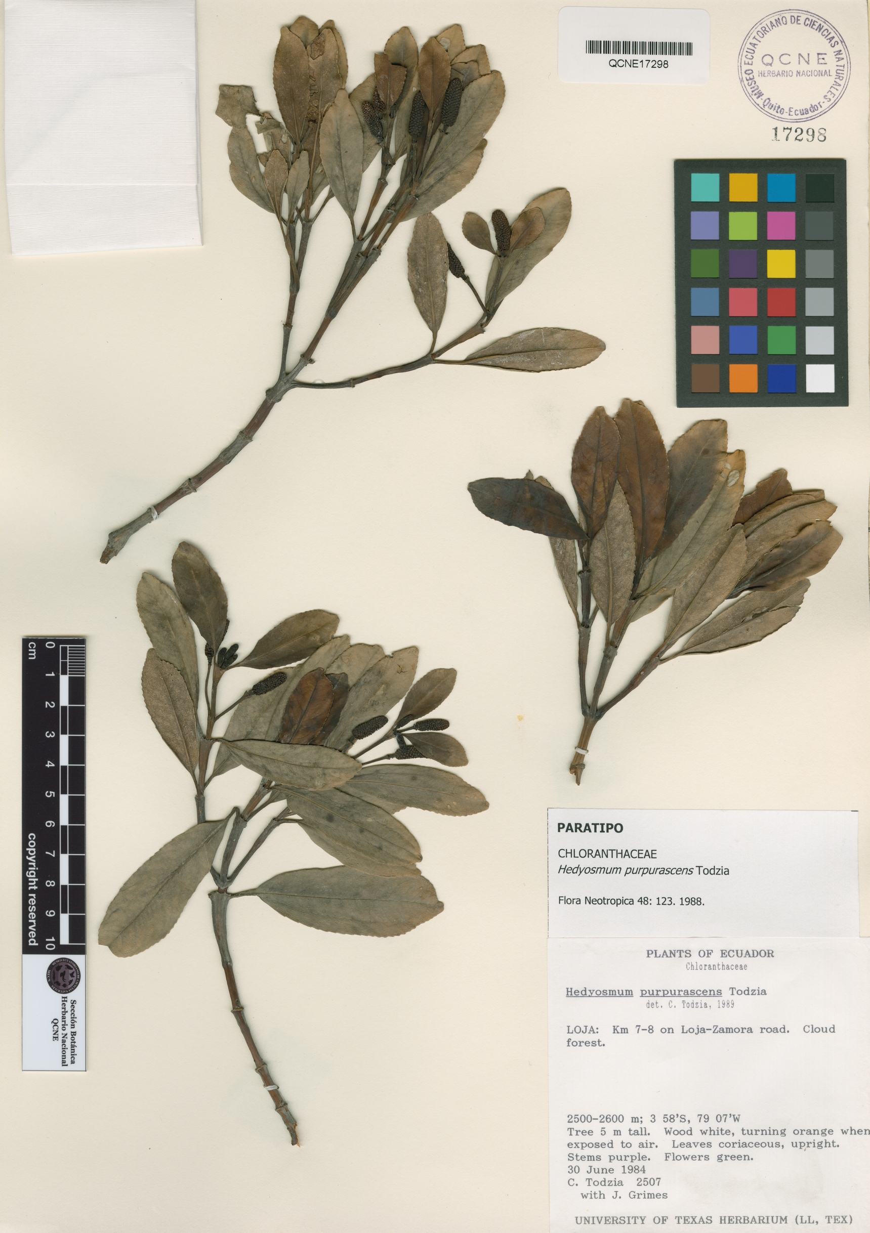 Hedyosmum purpurascens image