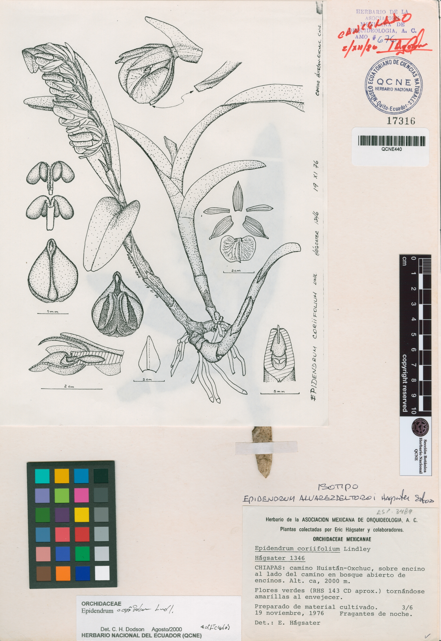 Epidendrum alvarezdeltoroi image