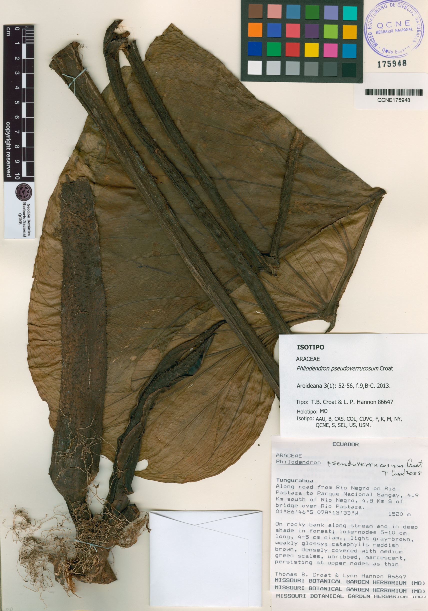 Philodendron pseudoverrucosum image