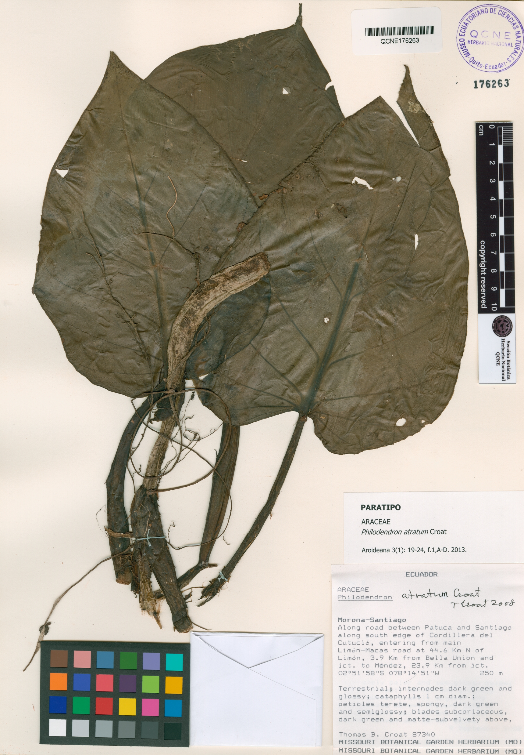Philodendron atratum image