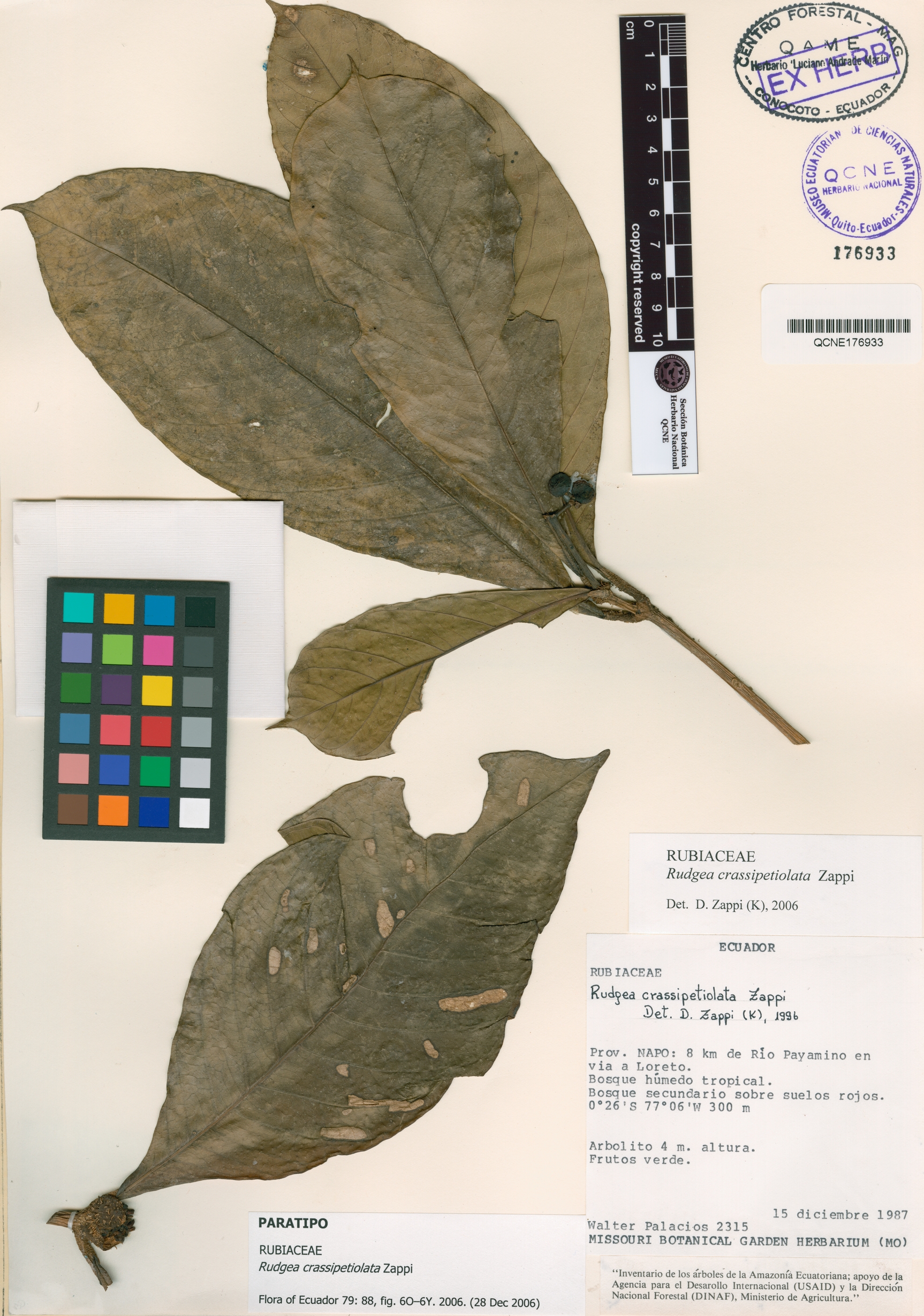 Evodianthus image