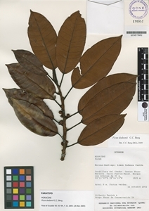 Ficus dodsonii image