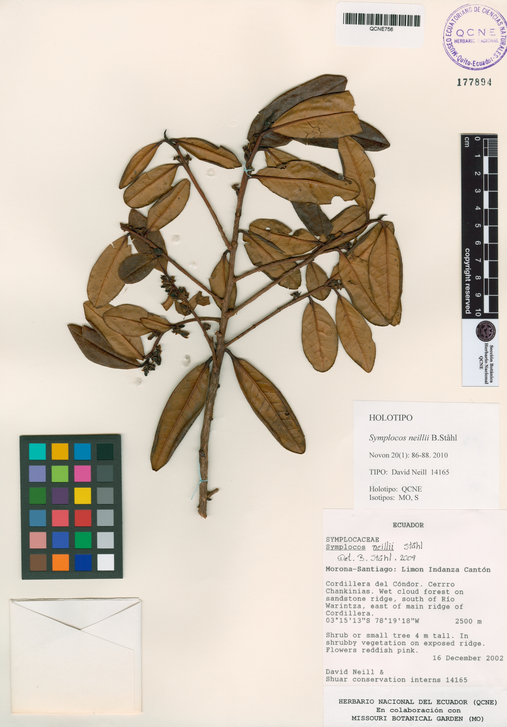 Symplocos neillii image