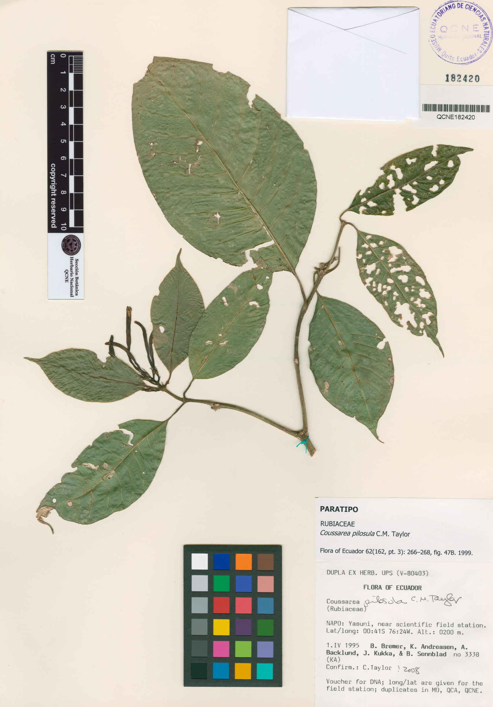 Coussarea pilosula image