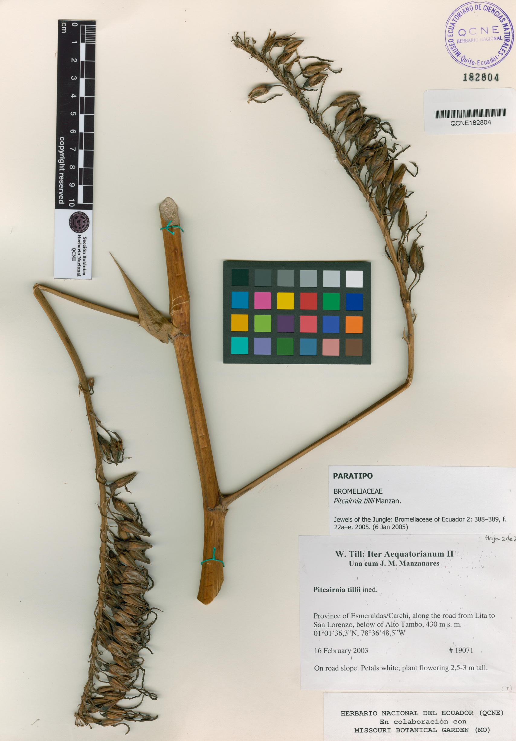 Pitcairnia tillii image