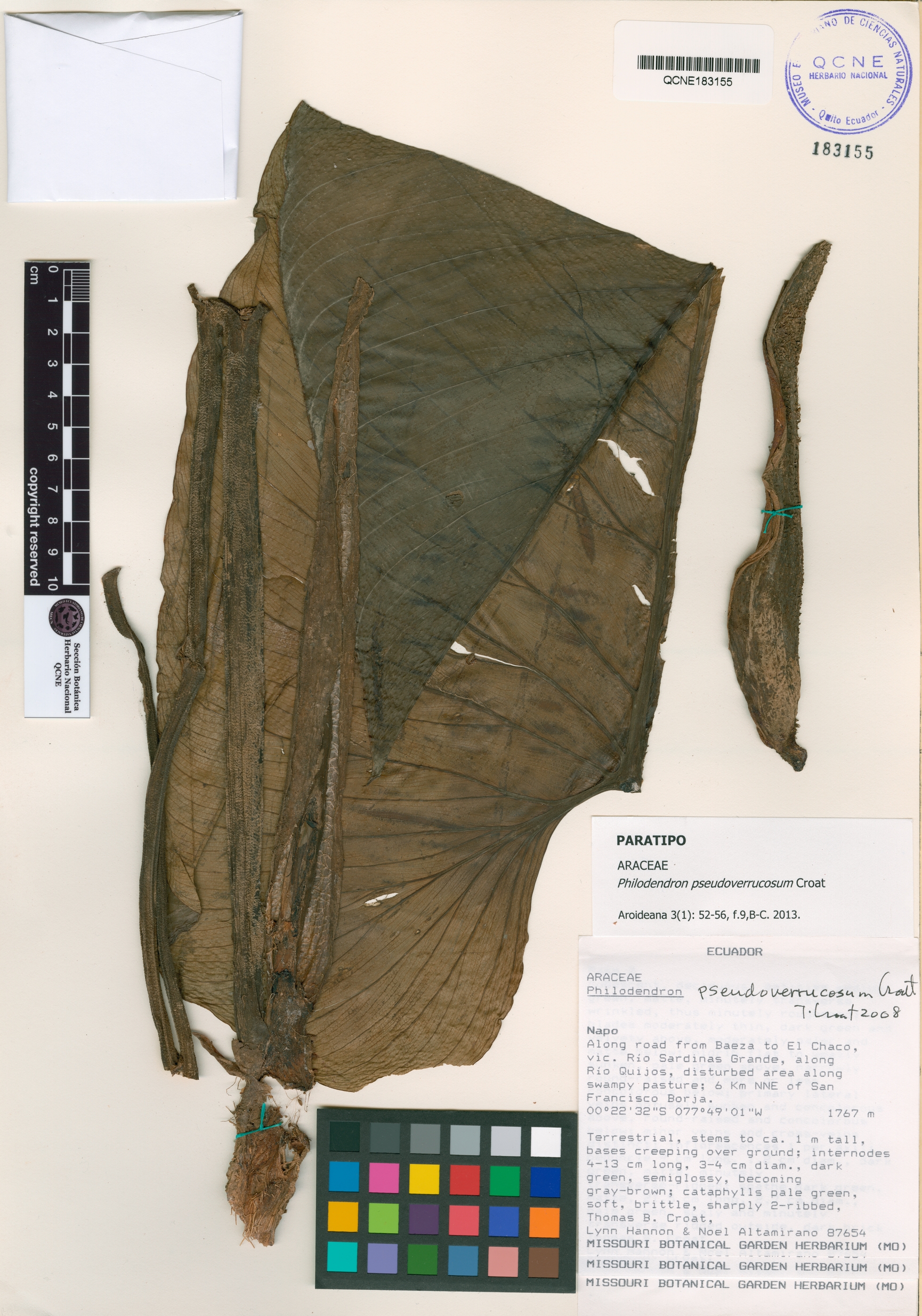 Philodendron pseudoverrucosum image