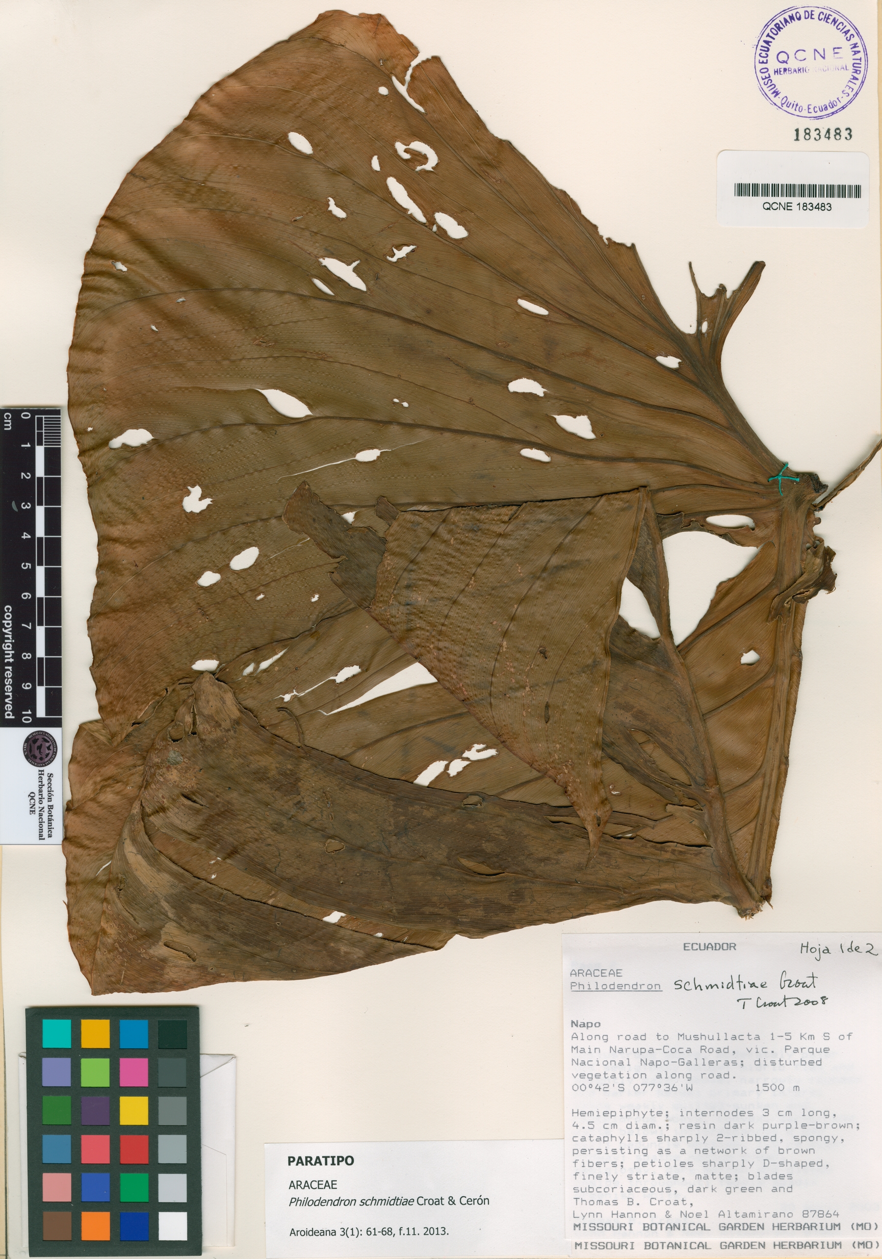 Philodendron schmidtiae image