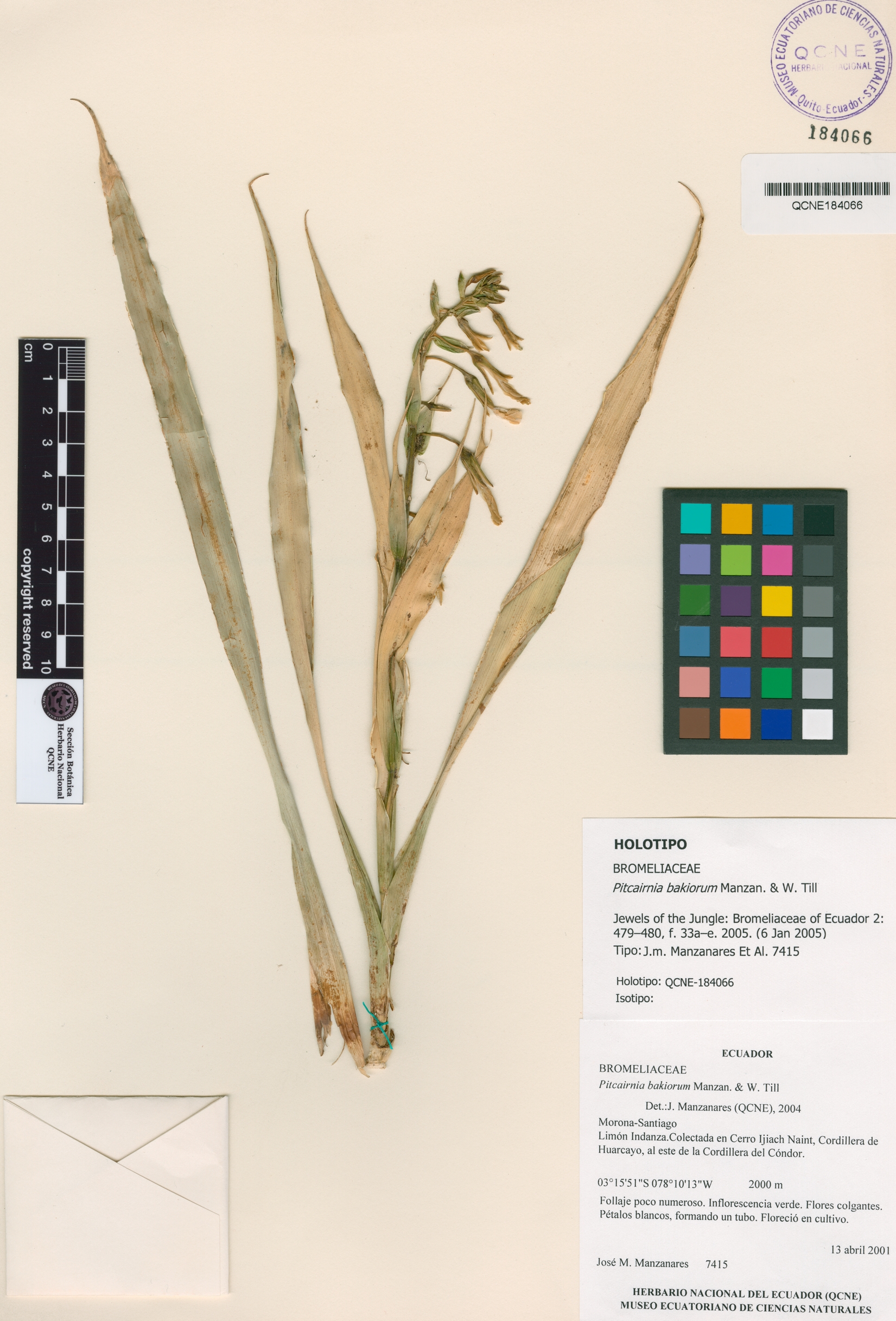 Pitcairnia bakiorum image