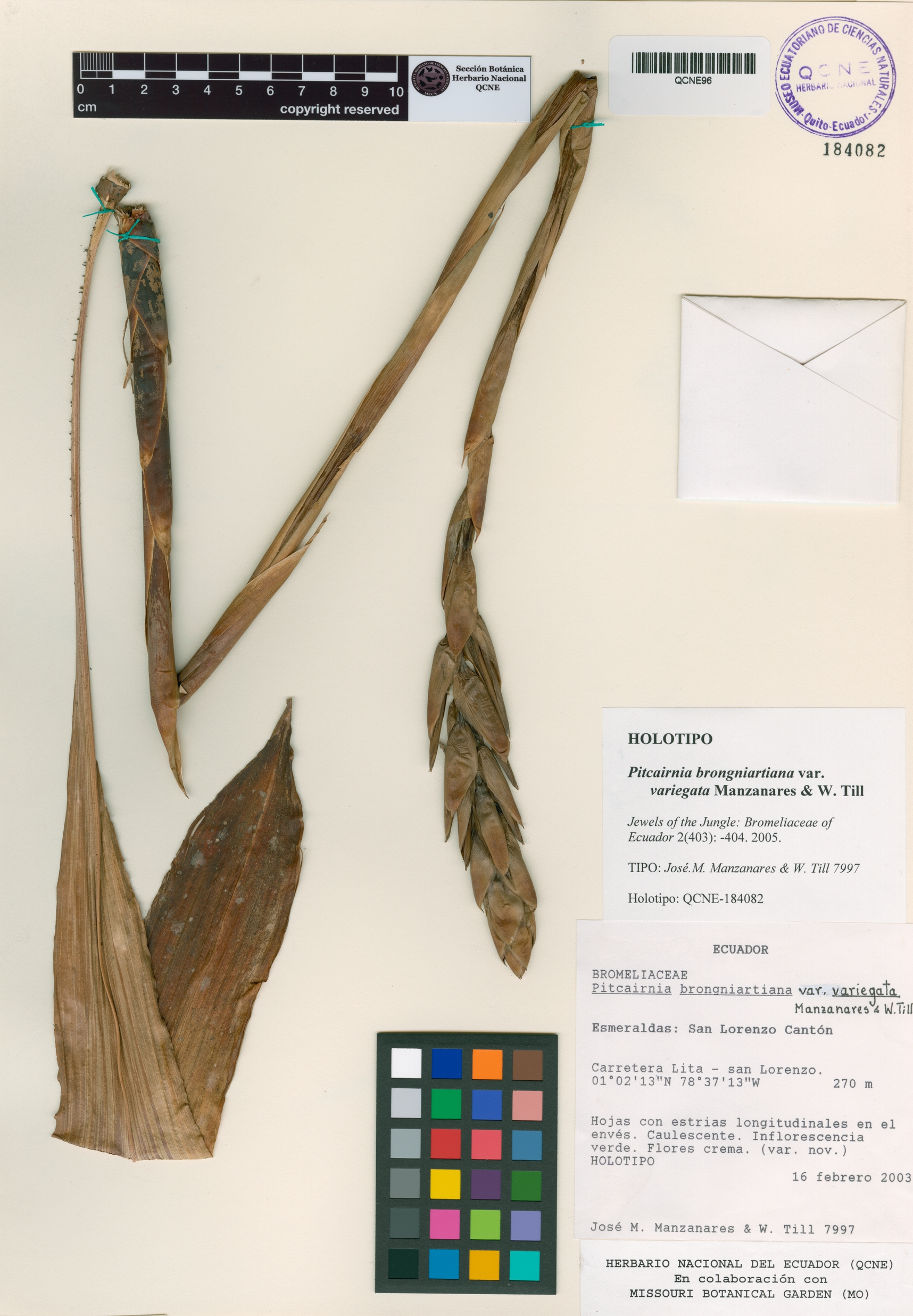 Pitcairnia brongniartiana var. variegata image