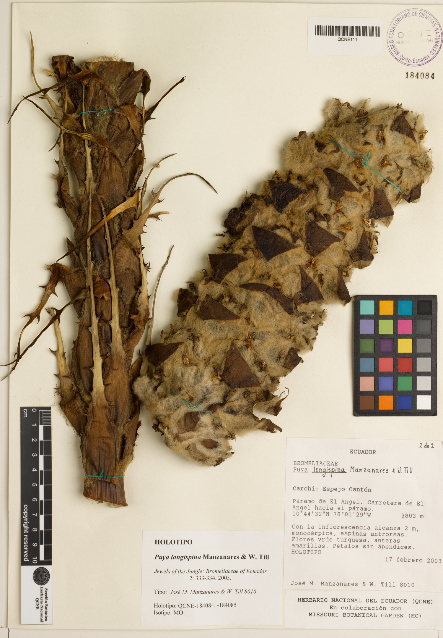 Puya longispina image