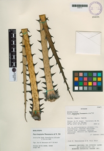 Puya longispina image