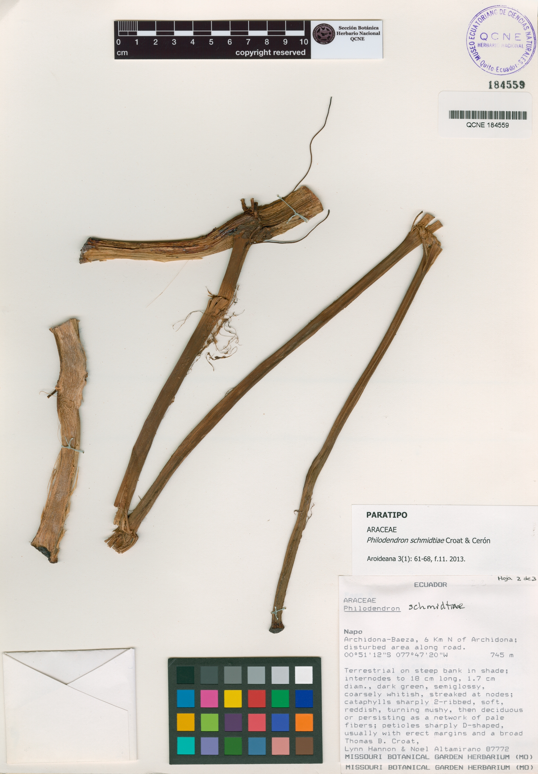 Philodendron schmidtiae image