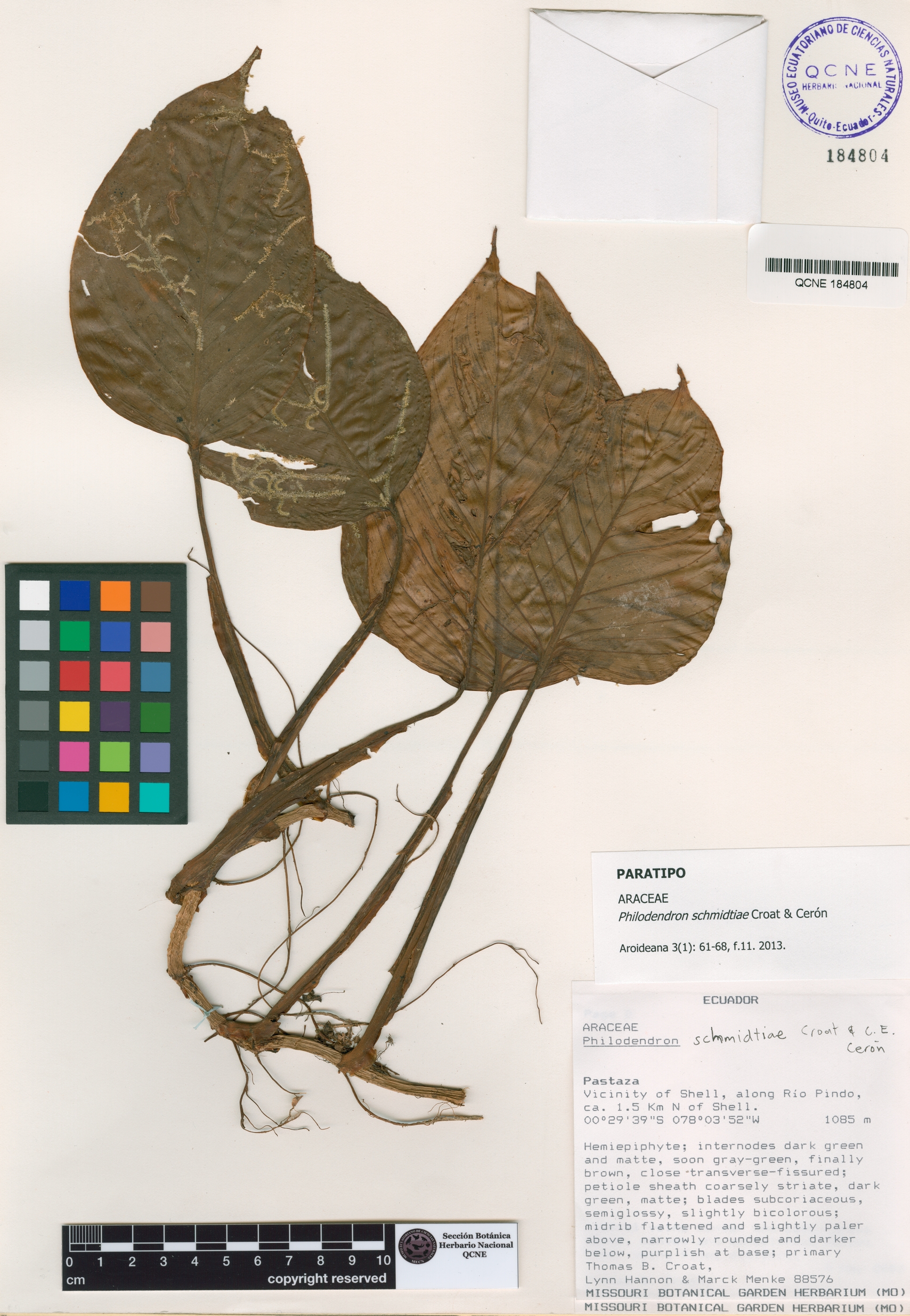 Philodendron schmidtiae image