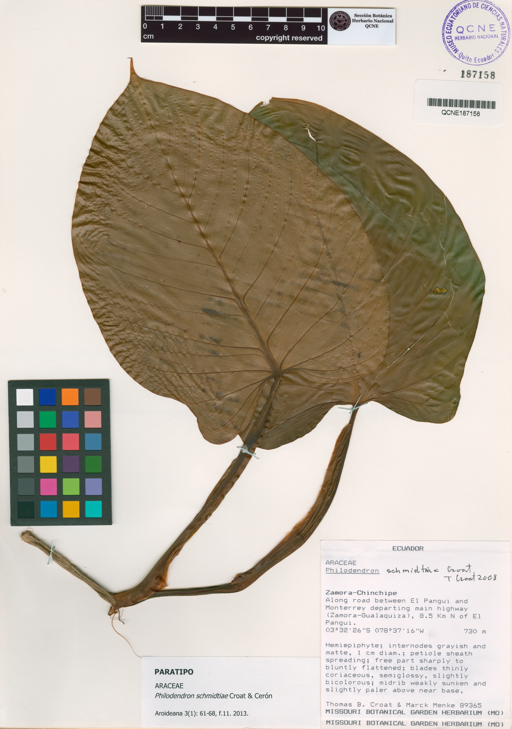 Philodendron schmidtiae image