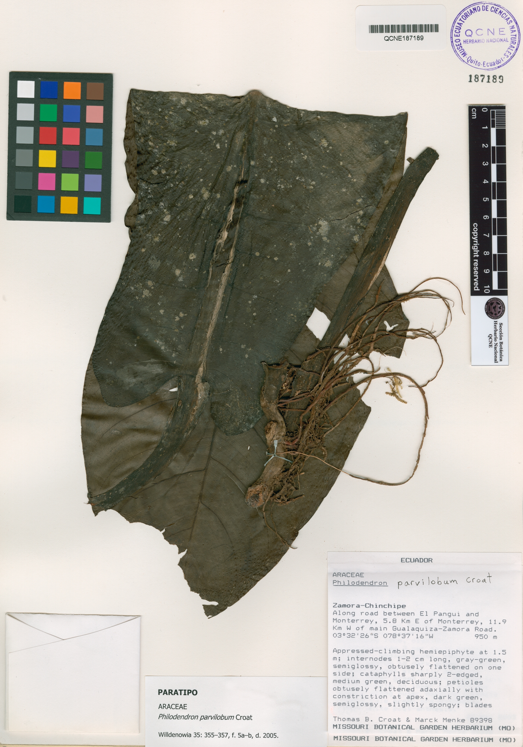 Philodendron parvilobum image