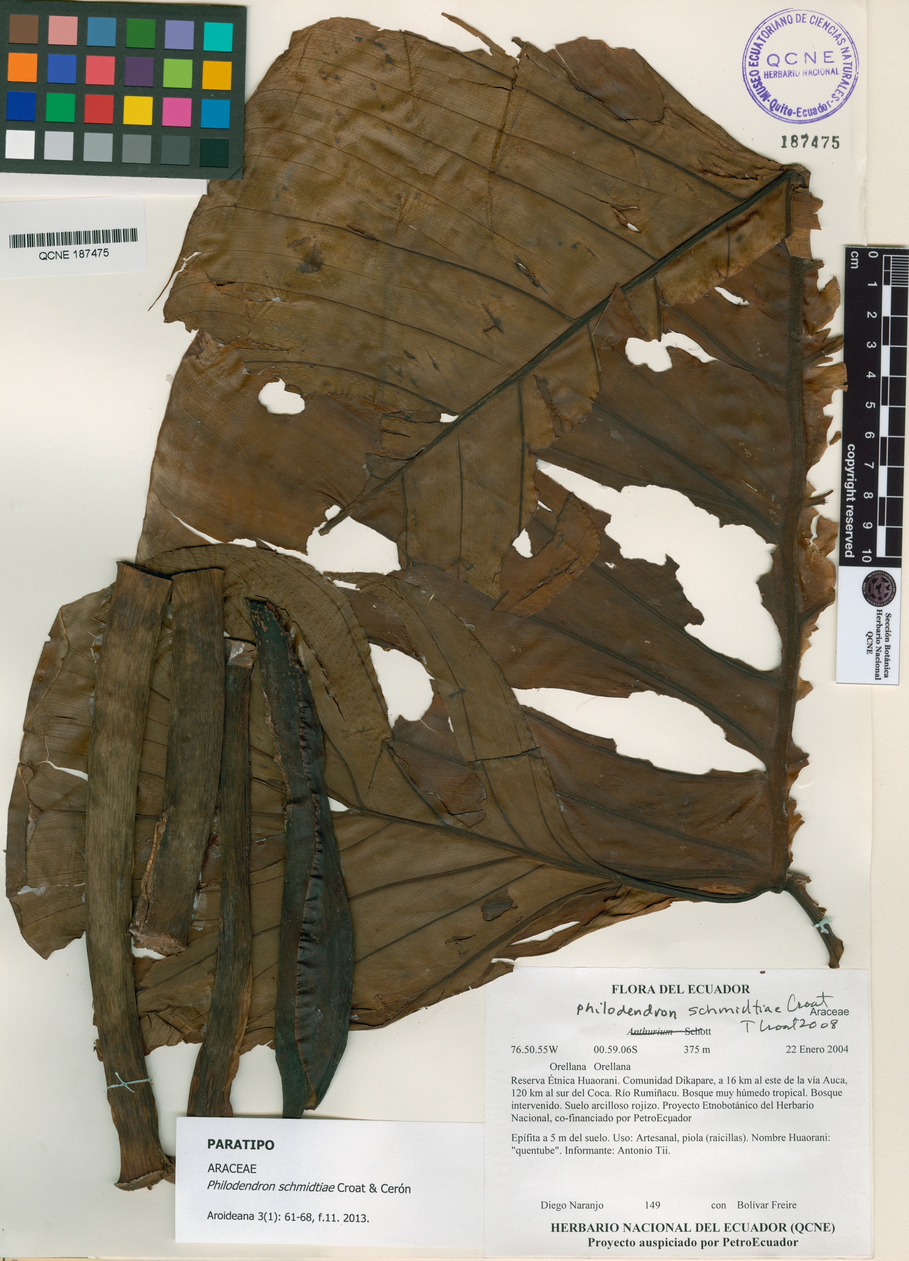 Philodendron schmidtiae image