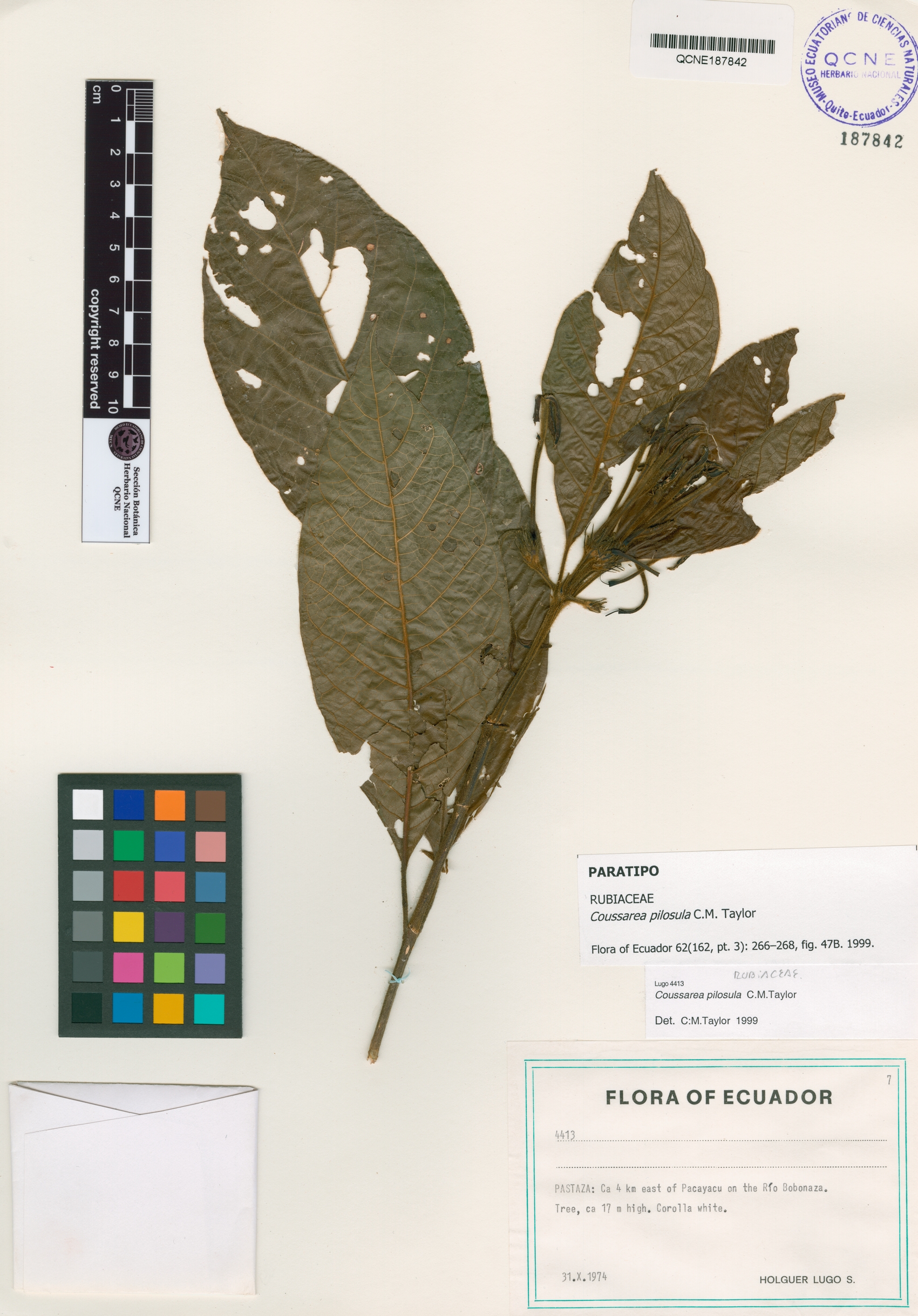 Coussarea pilosula image