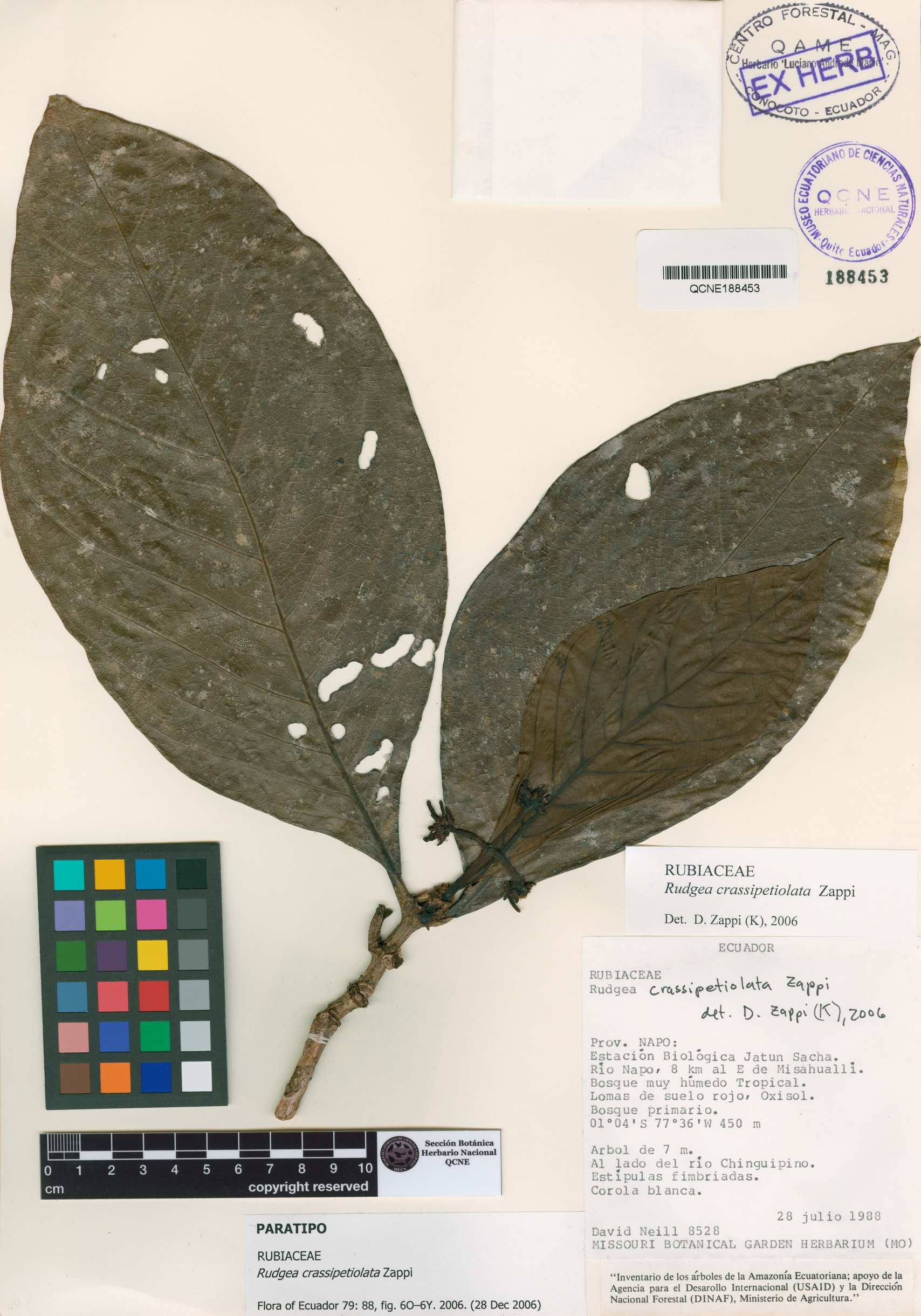 Rudgea crassipetiolata image