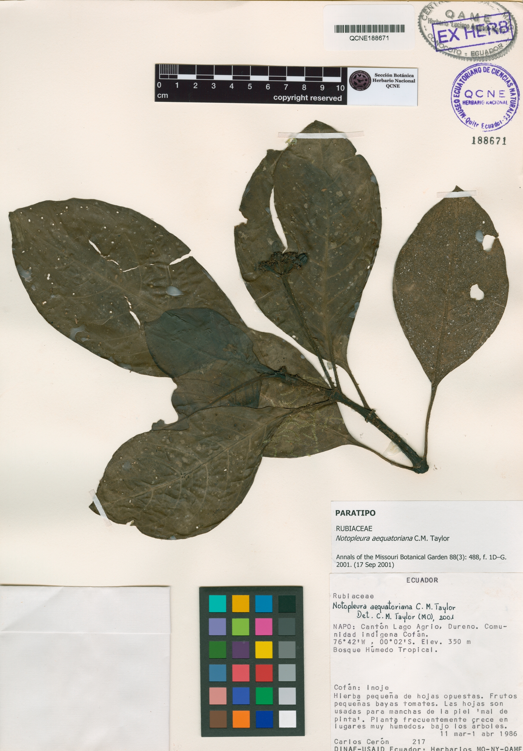 Notopleura aequatoriana image