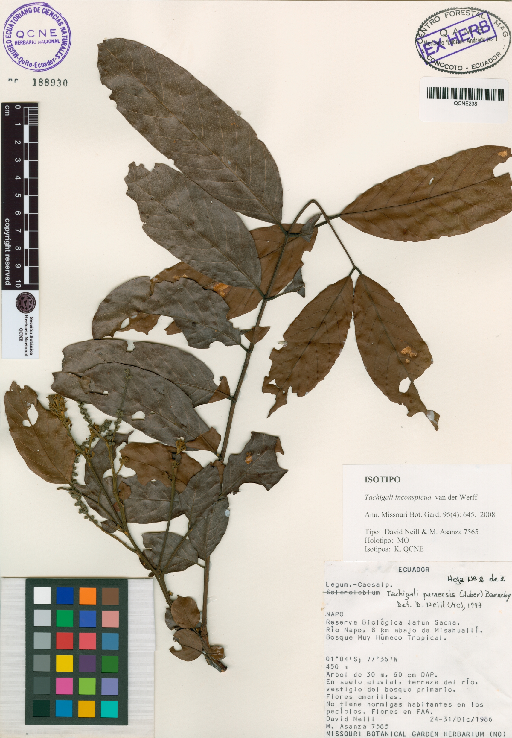 Tachigali inconspicua image