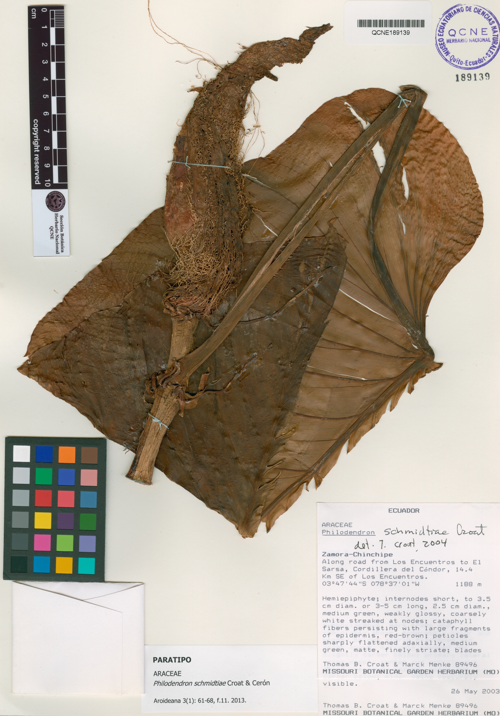 Philodendron schmidtiae image