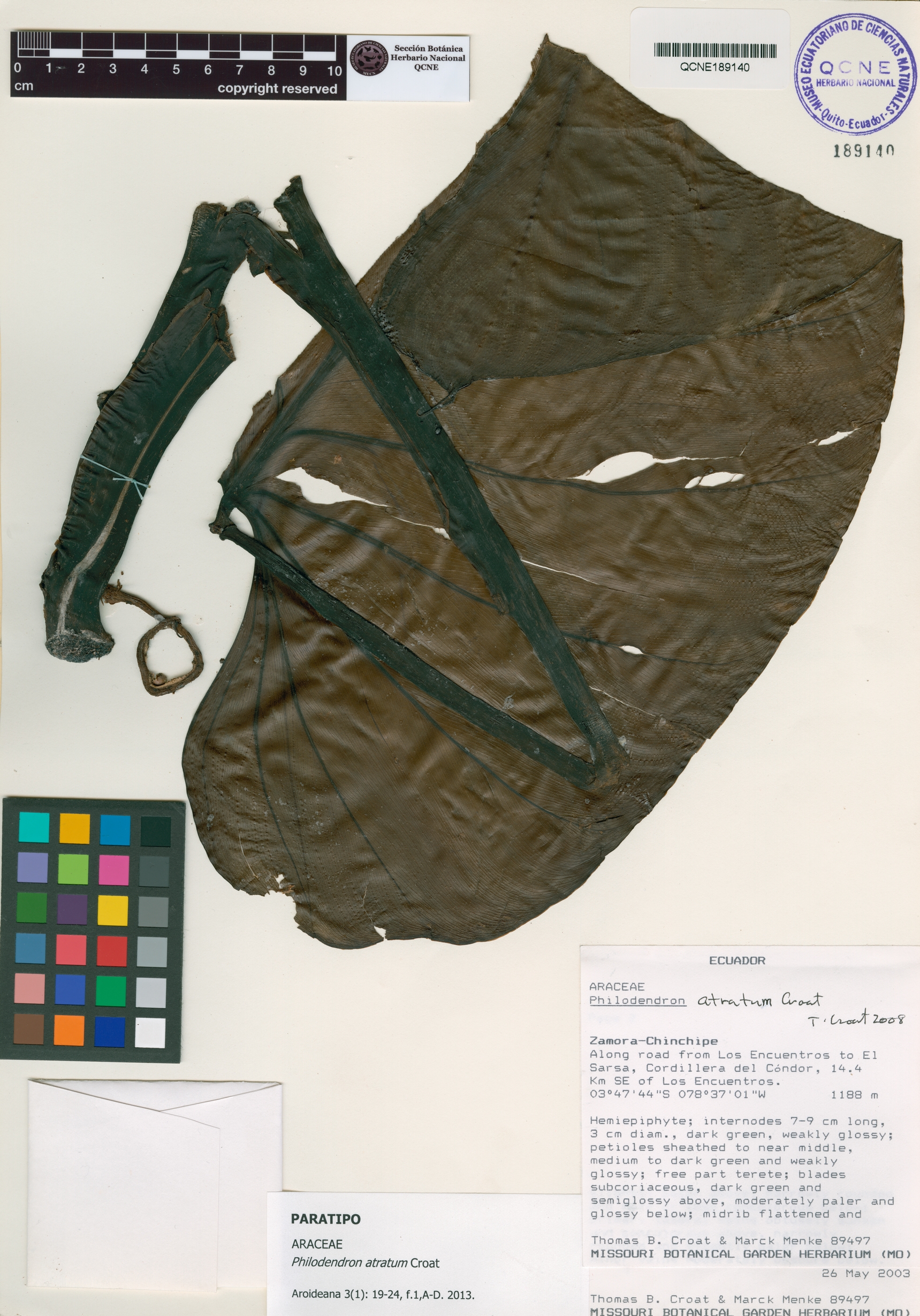 Philodendron atratum image