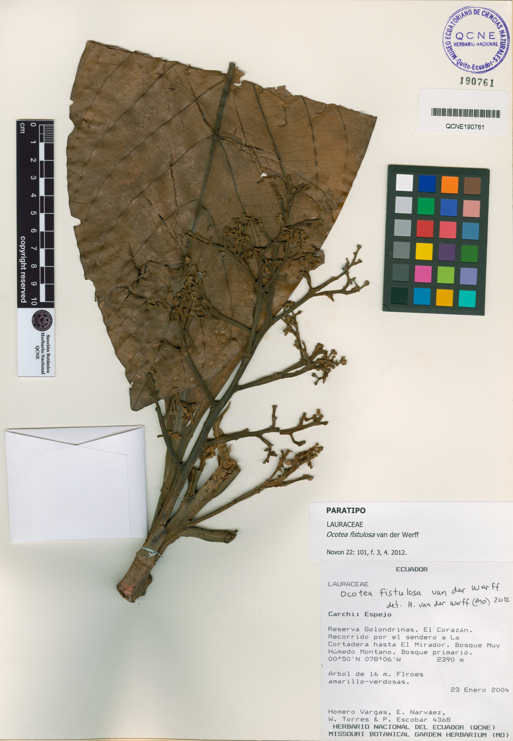 Ocotea fistulosa image