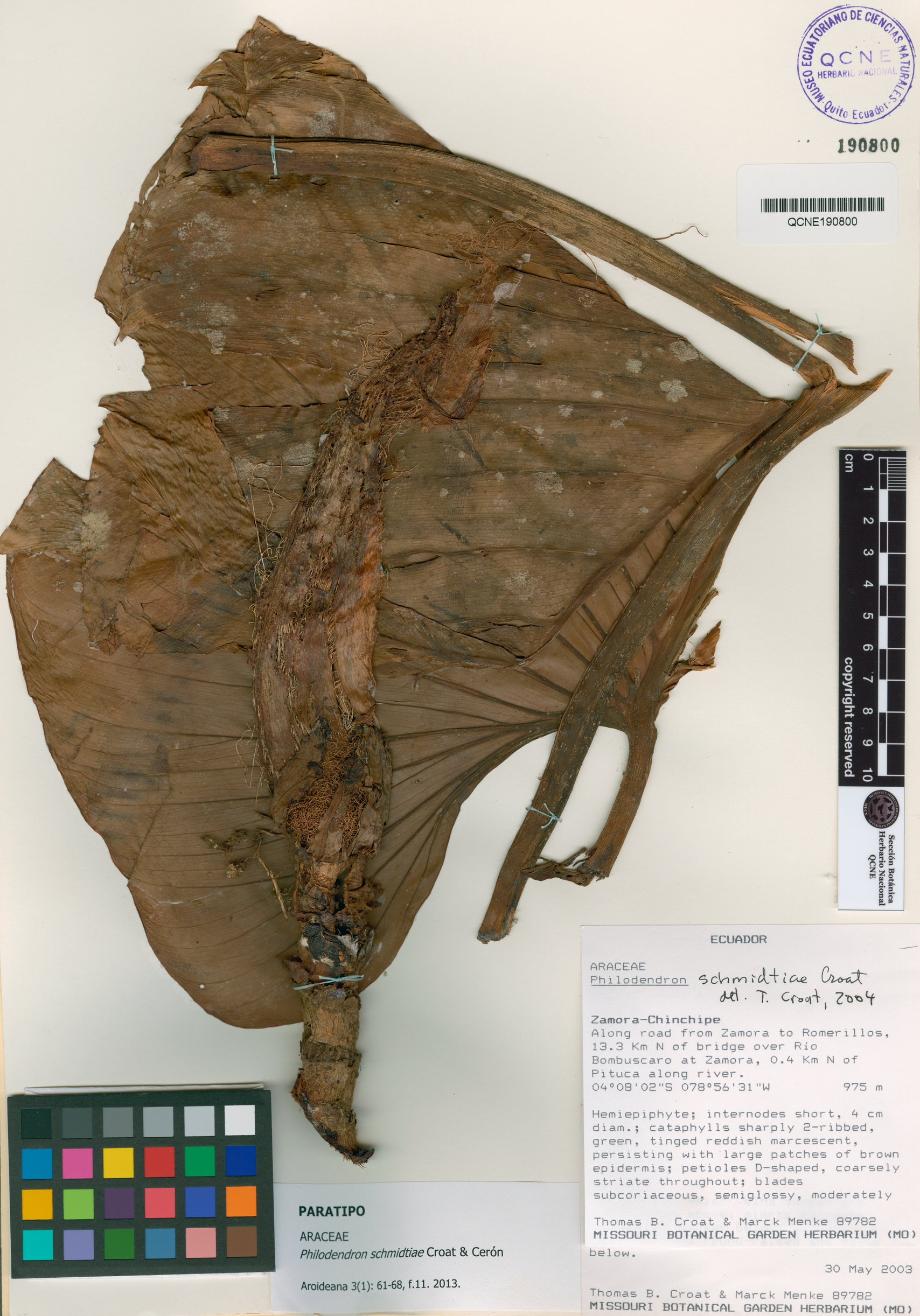 Philodendron schmidtiae image