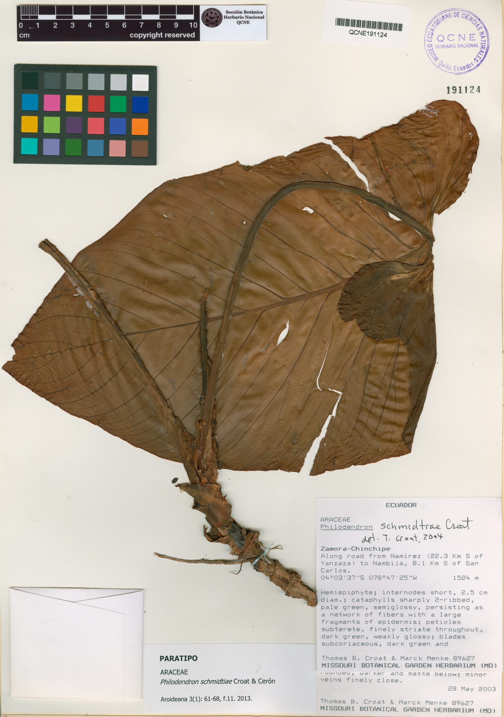 Philodendron schmidtiae image