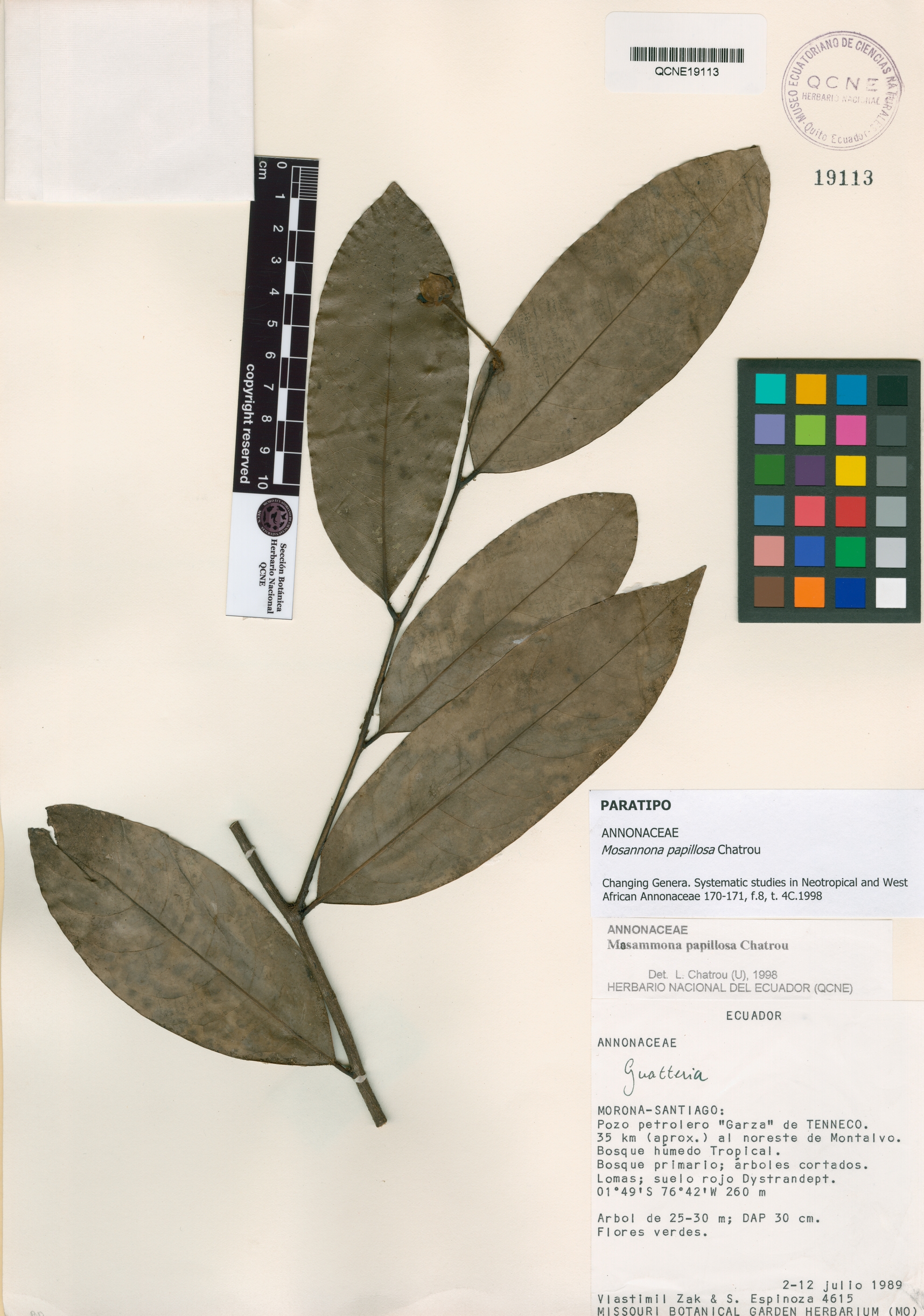 Mosannona image