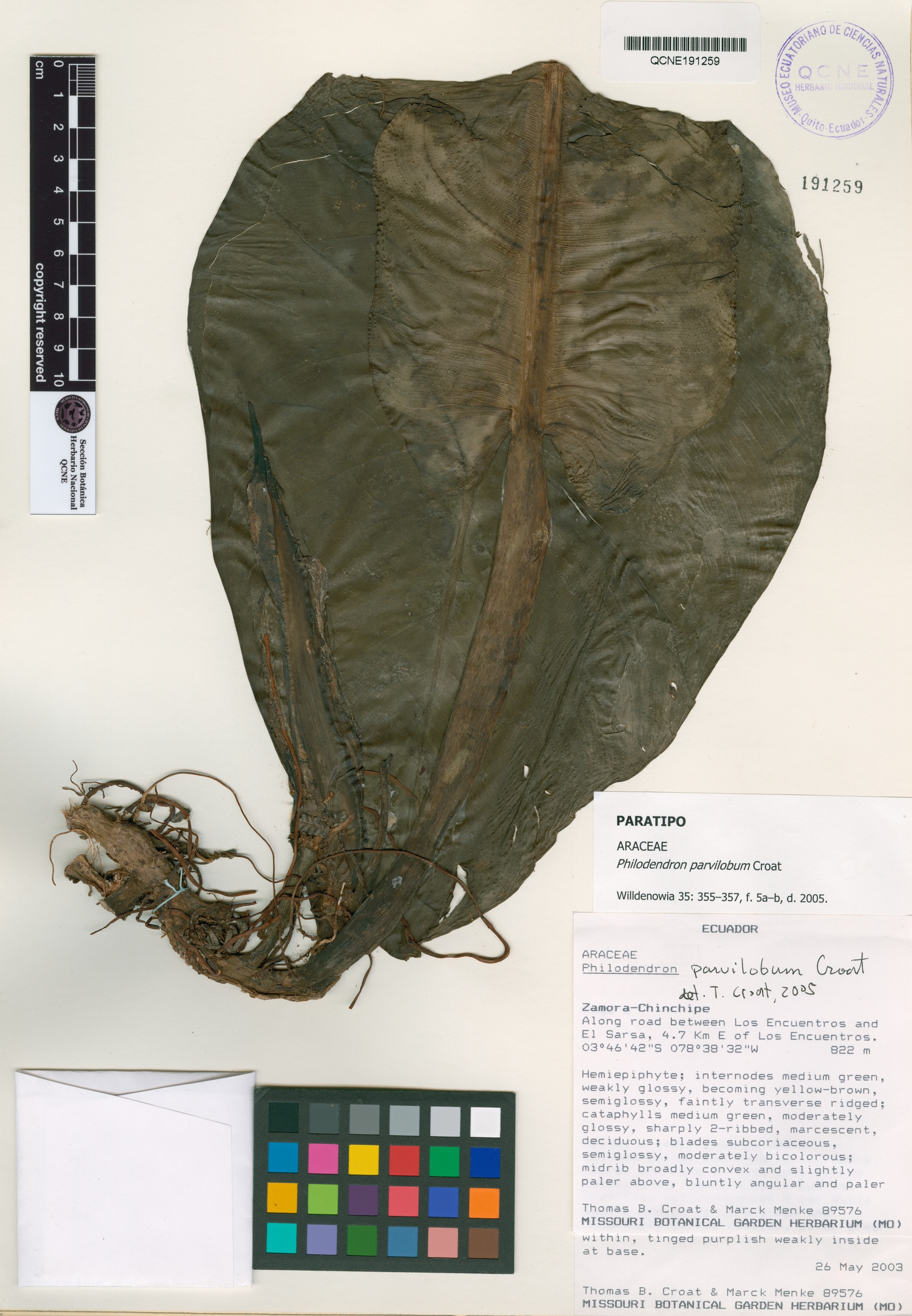 Philodendron parvilobum image