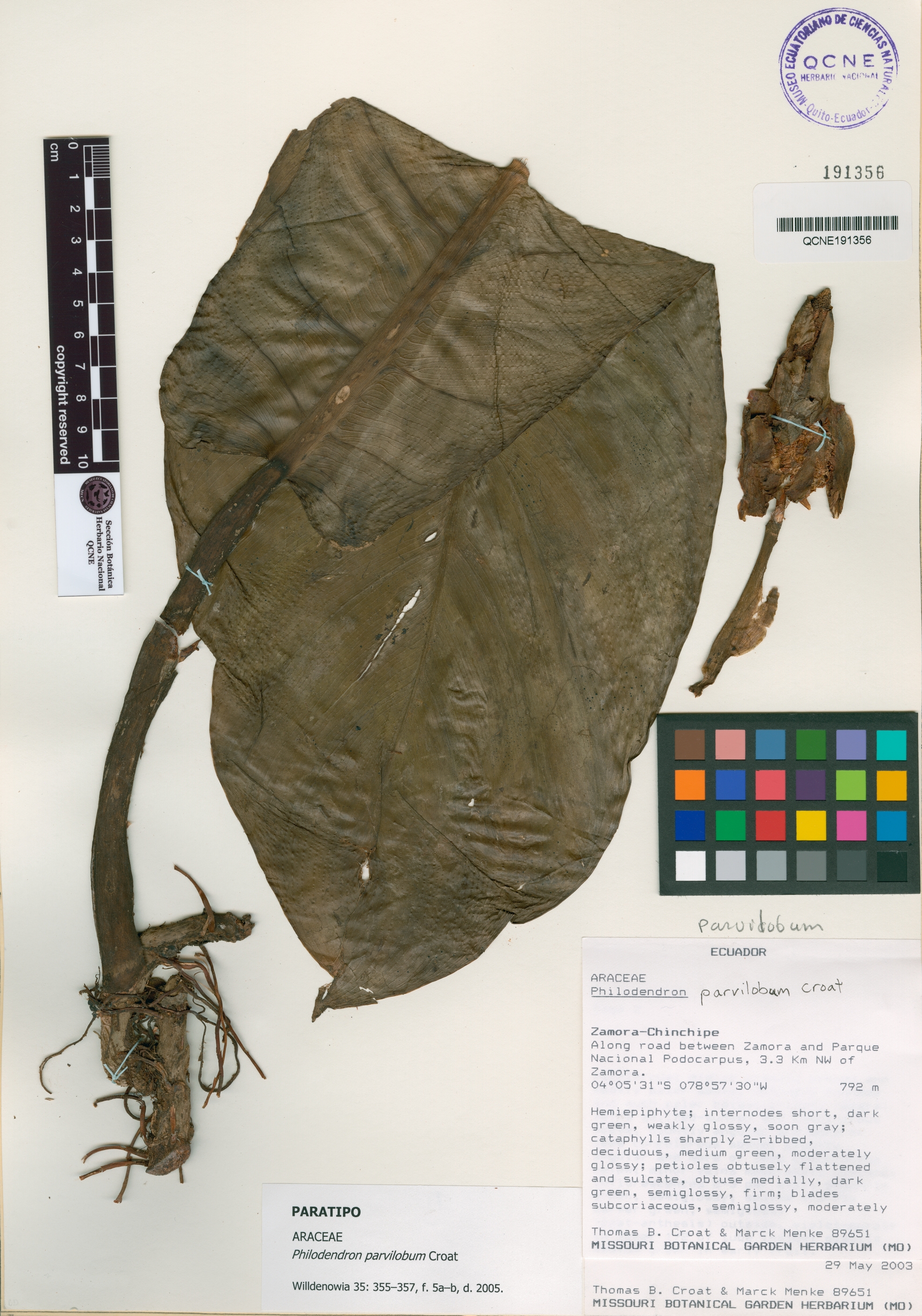 Philodendron parvilobum image