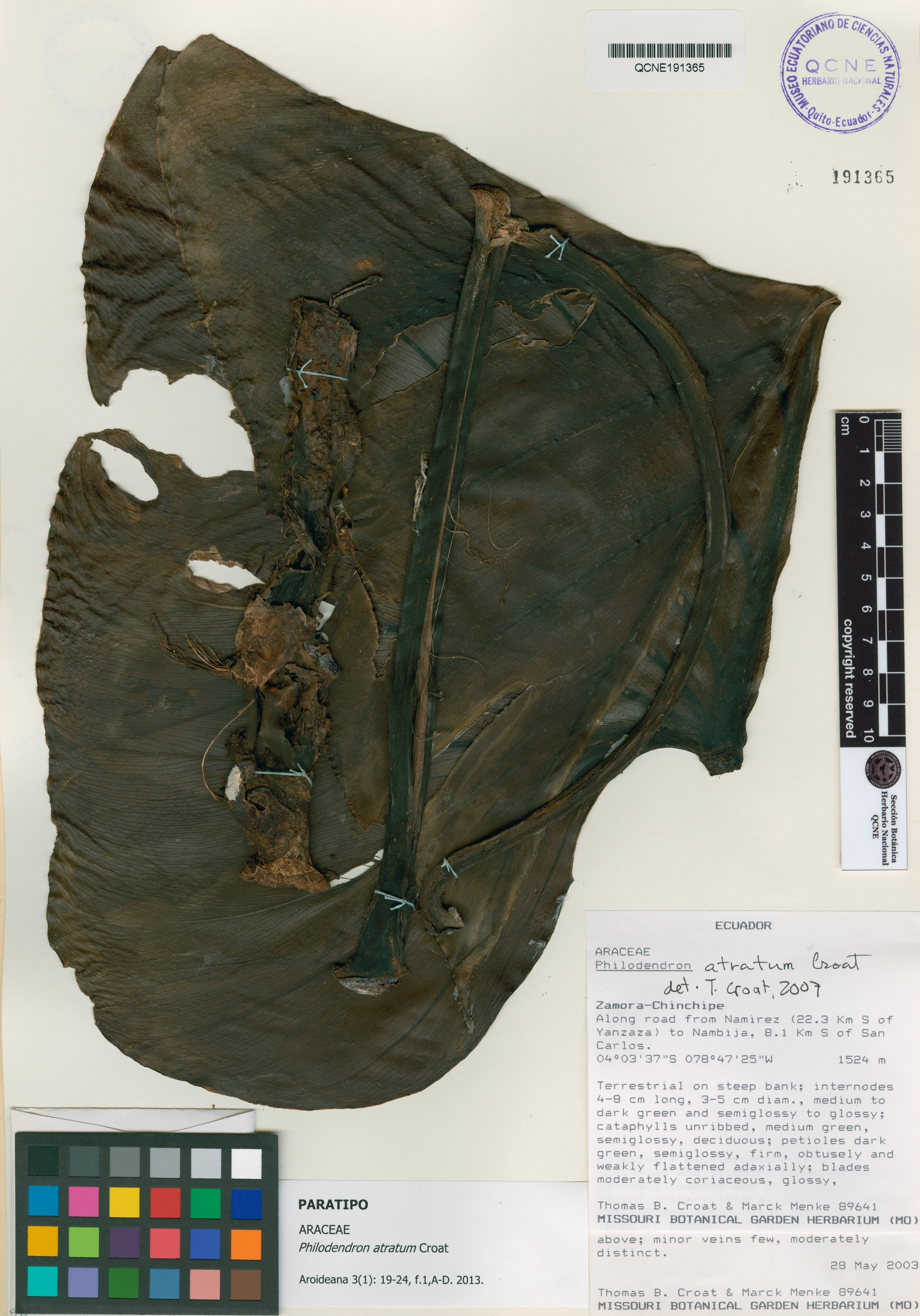 Philodendron atratum image