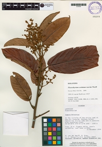 Image of Pleurothyrium cordatum