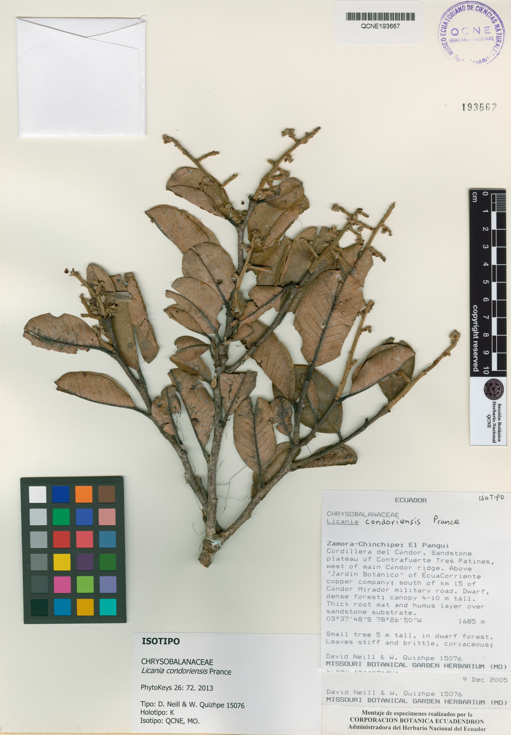 Licania condoriensis image