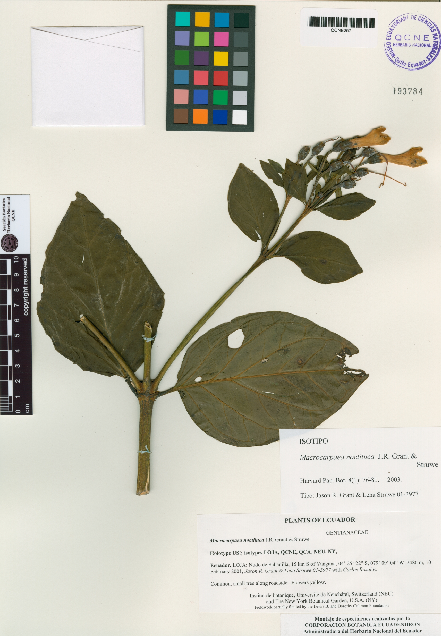 Macrocarpaea noctiluca image