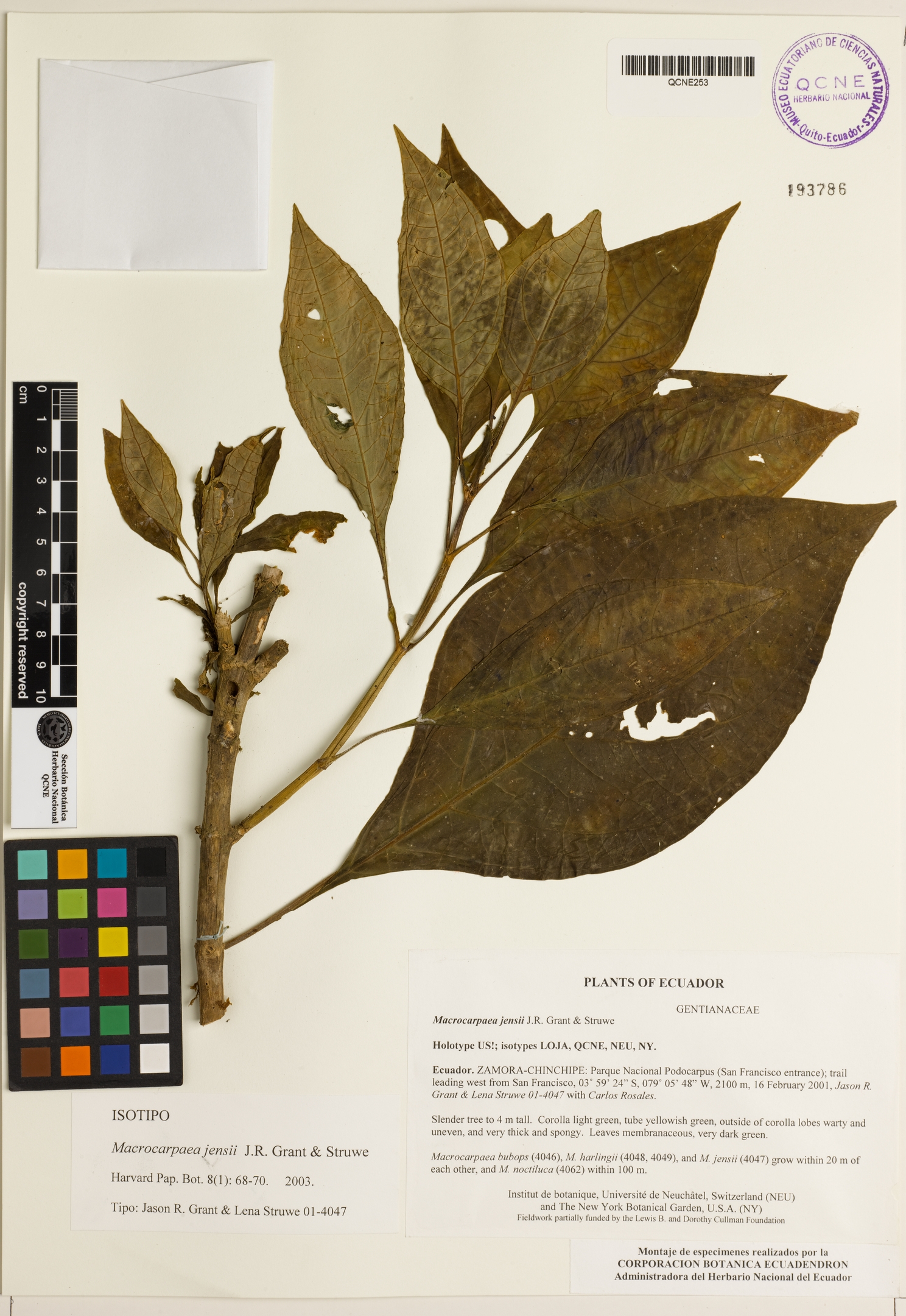 Macrocarpaea jensii image