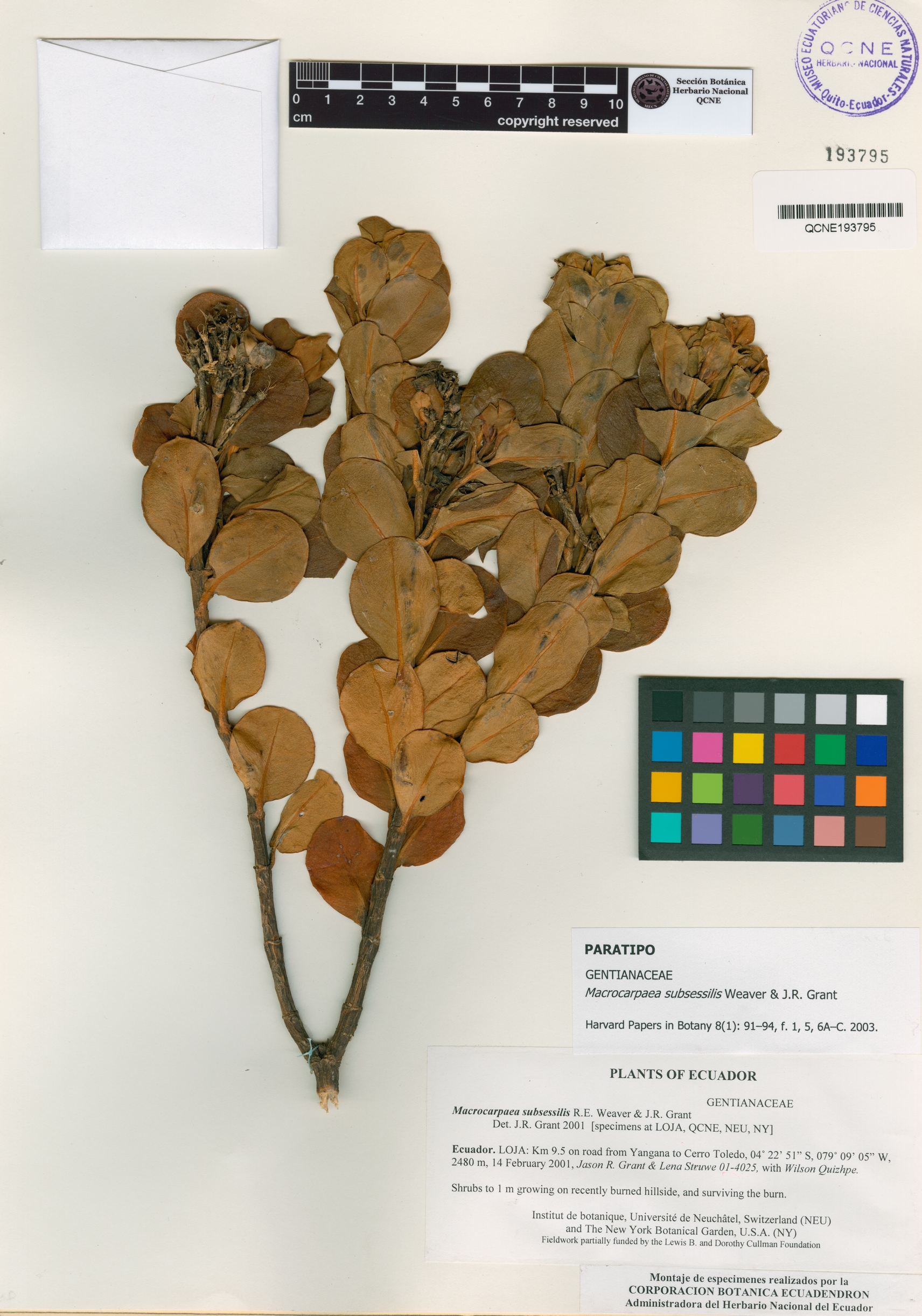 Macrocarpaea subsessilis image