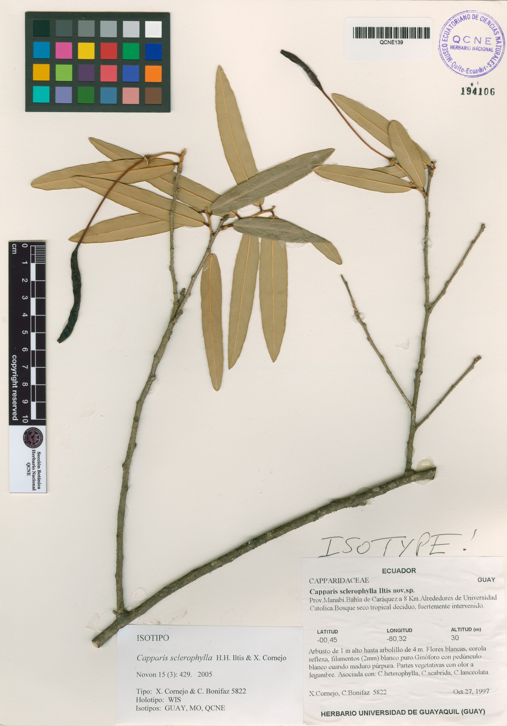 Capparis sclerophylla image