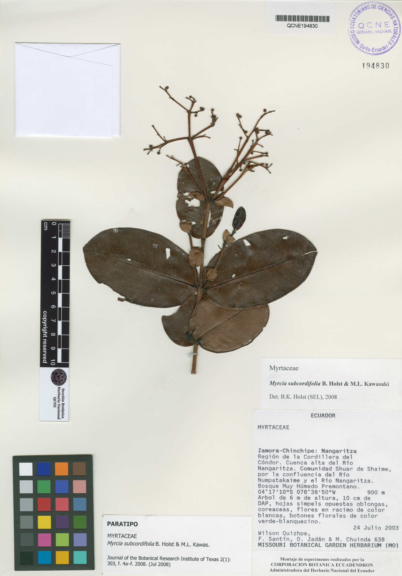 Myrcia subcordifolia image