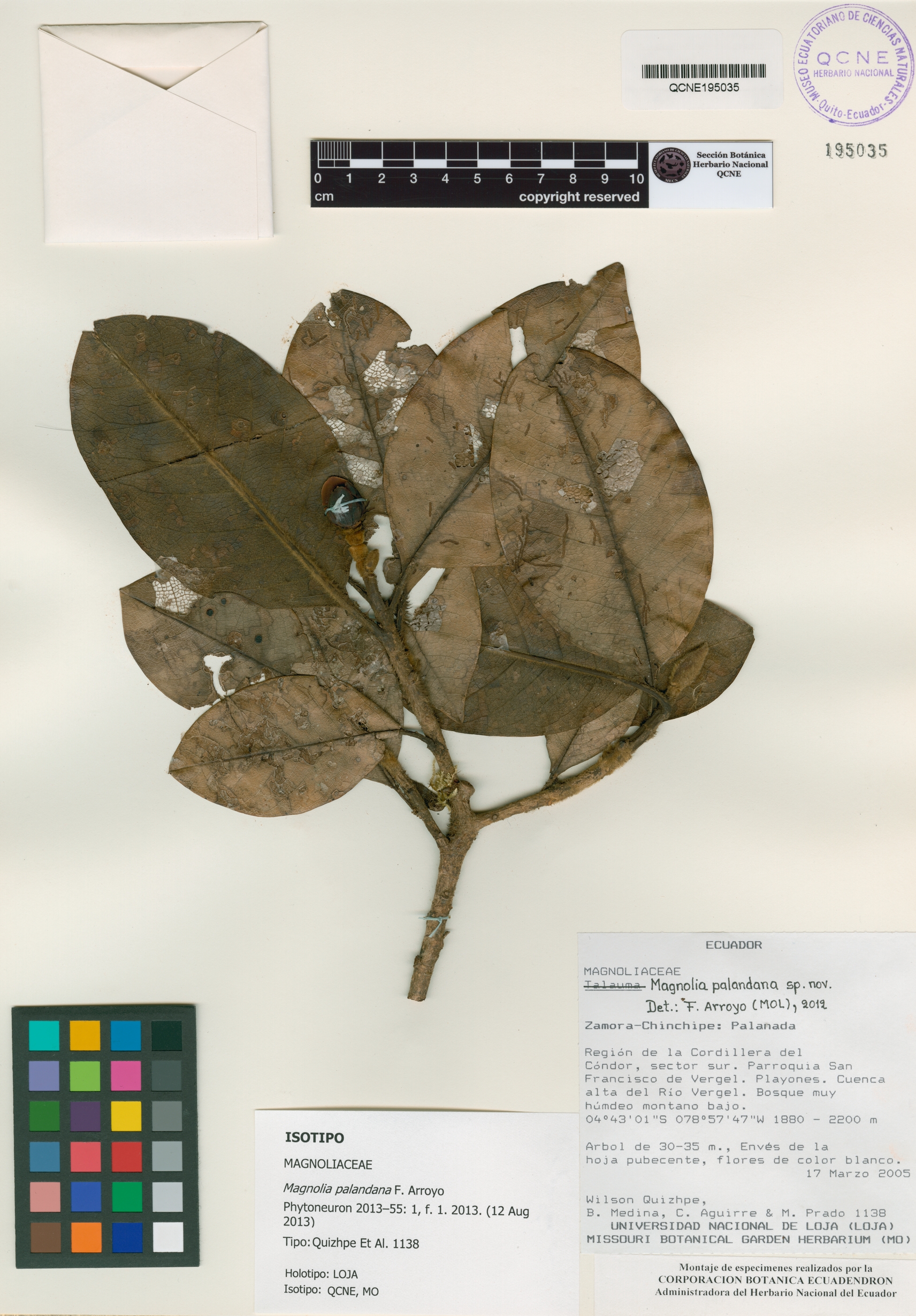 Magnolia palandana image
