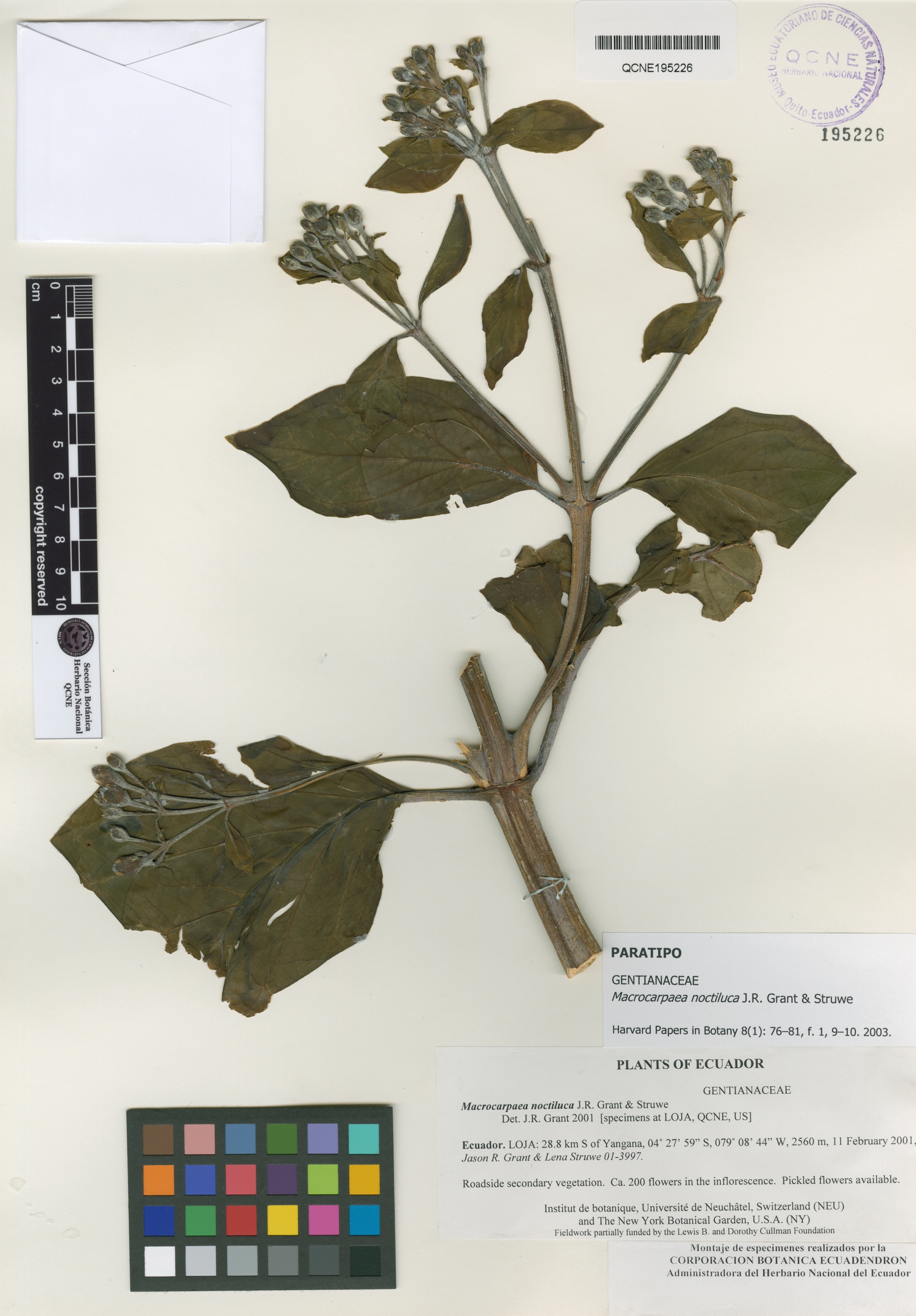 Macrocarpaea noctiluca image