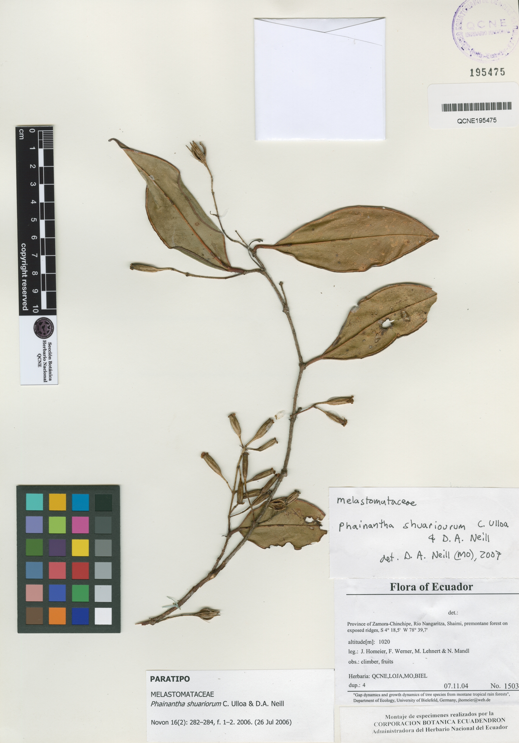 Phainantha shuariorum image