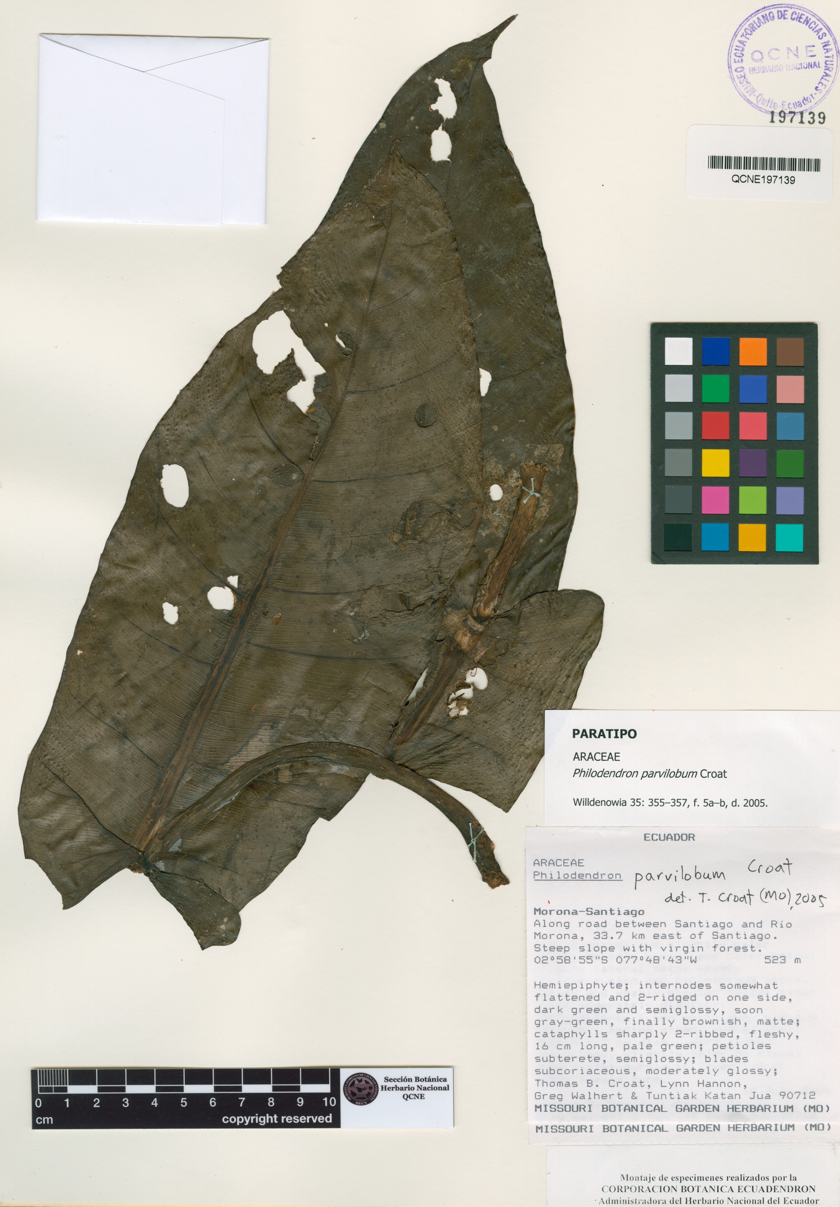 Philodendron parvilobum image
